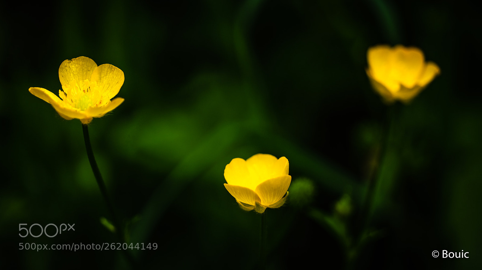 Leica CL sample photo. Yellow trio photography