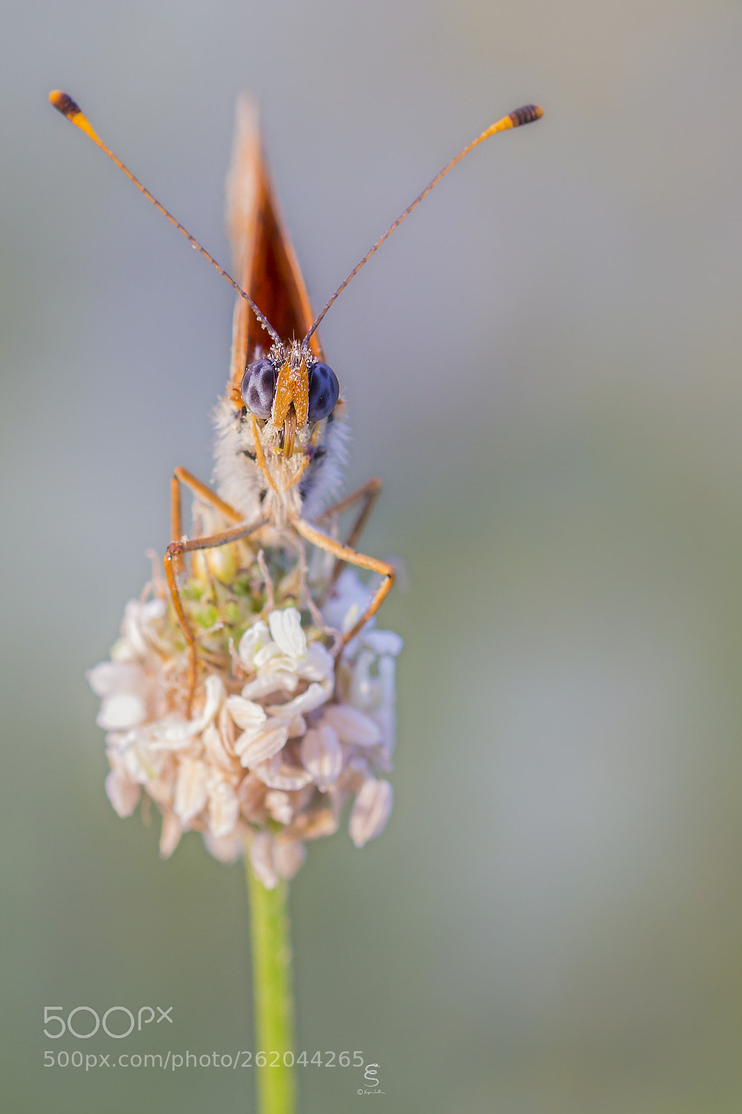 Canon EOS 700D (EOS Rebel T5i / EOS Kiss X7i) sample photo. Melitaea didyma photography