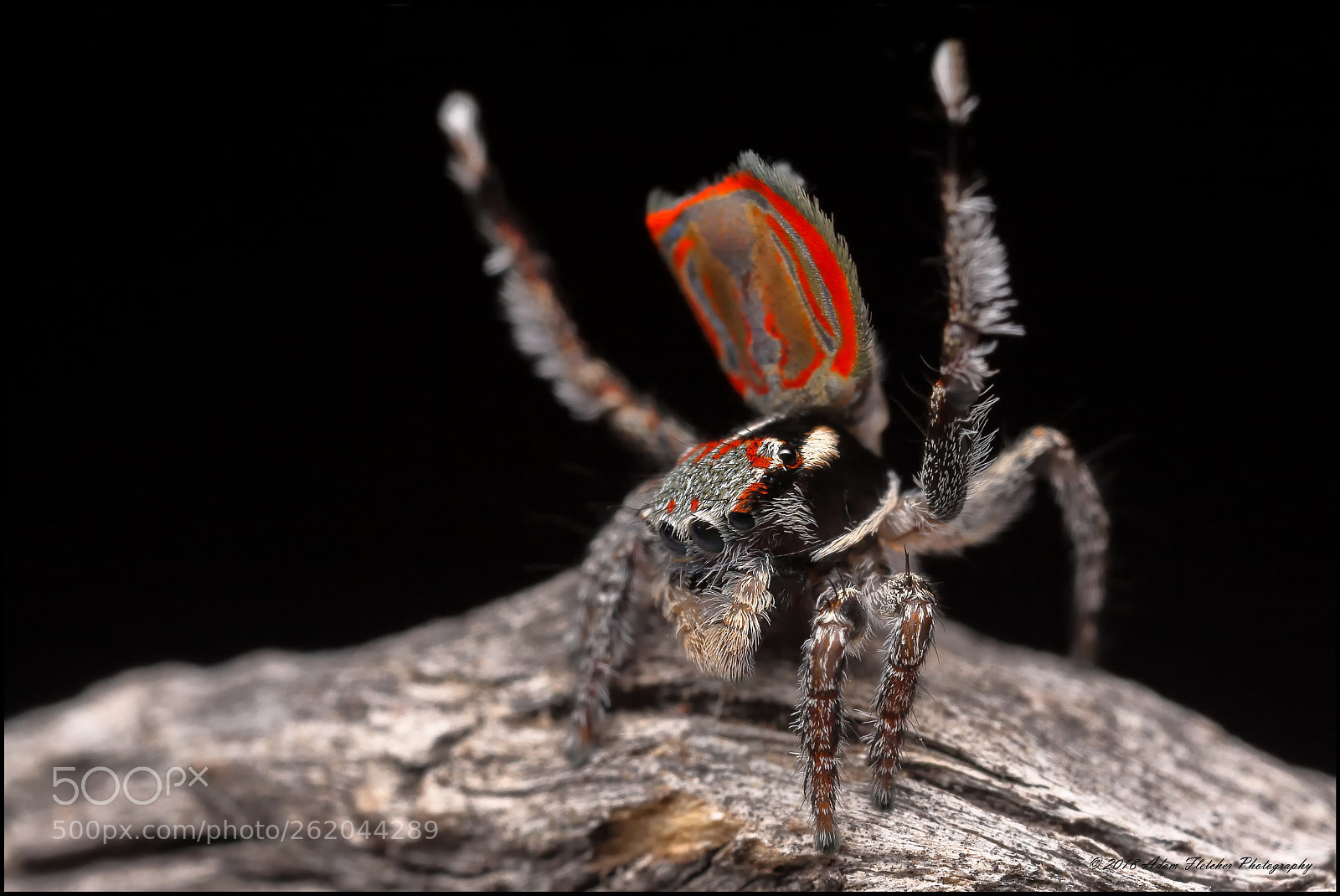 Canon EOS 5D Mark II sample photo. Maratus elephans 22 photography