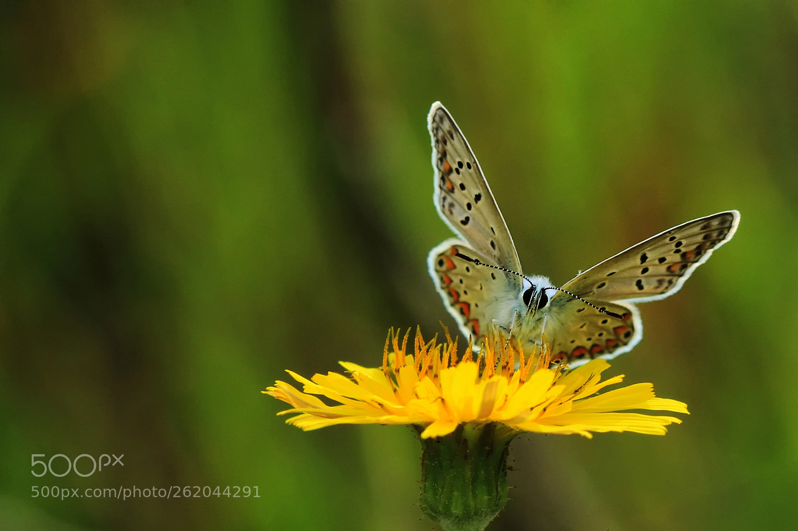 Canon EOS 7D sample photo. Beuty photography