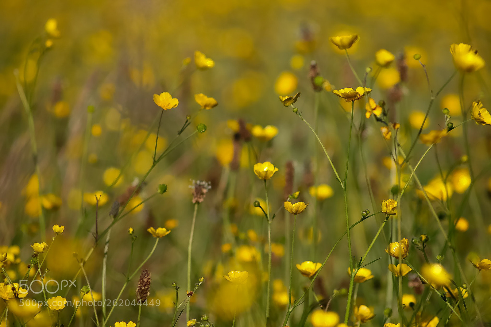 Canon EOS 77D (EOS 9000D / EOS 770D) sample photo. Sea of buttercups photography