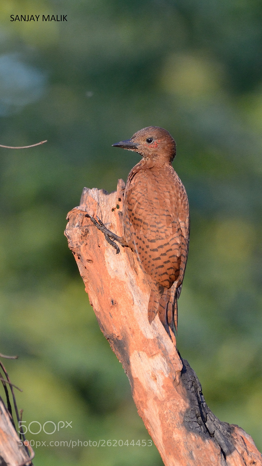 Nikon AF-S Nikkor 200-500mm F5.6E ED VR sample photo. Rufous woodpecker photography