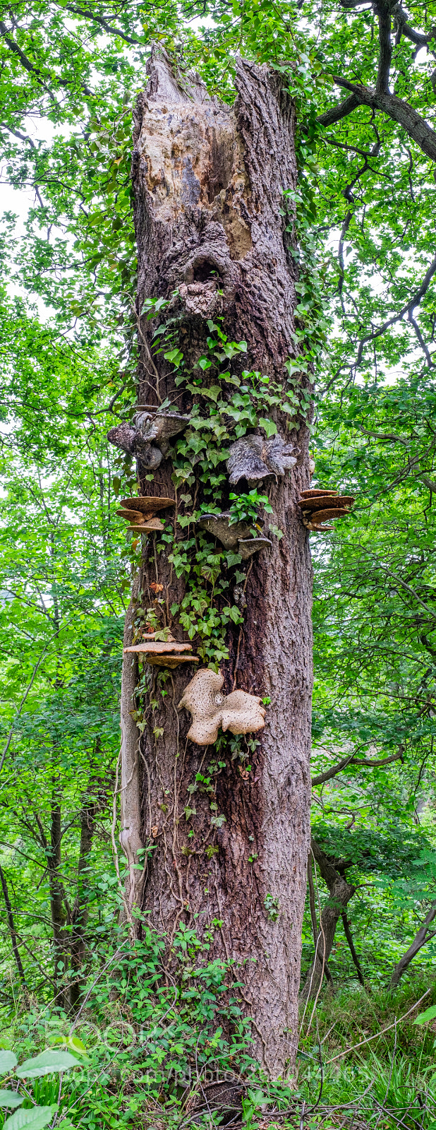 Fujifilm X-T1 sample photo. "recycled by fungi" photography