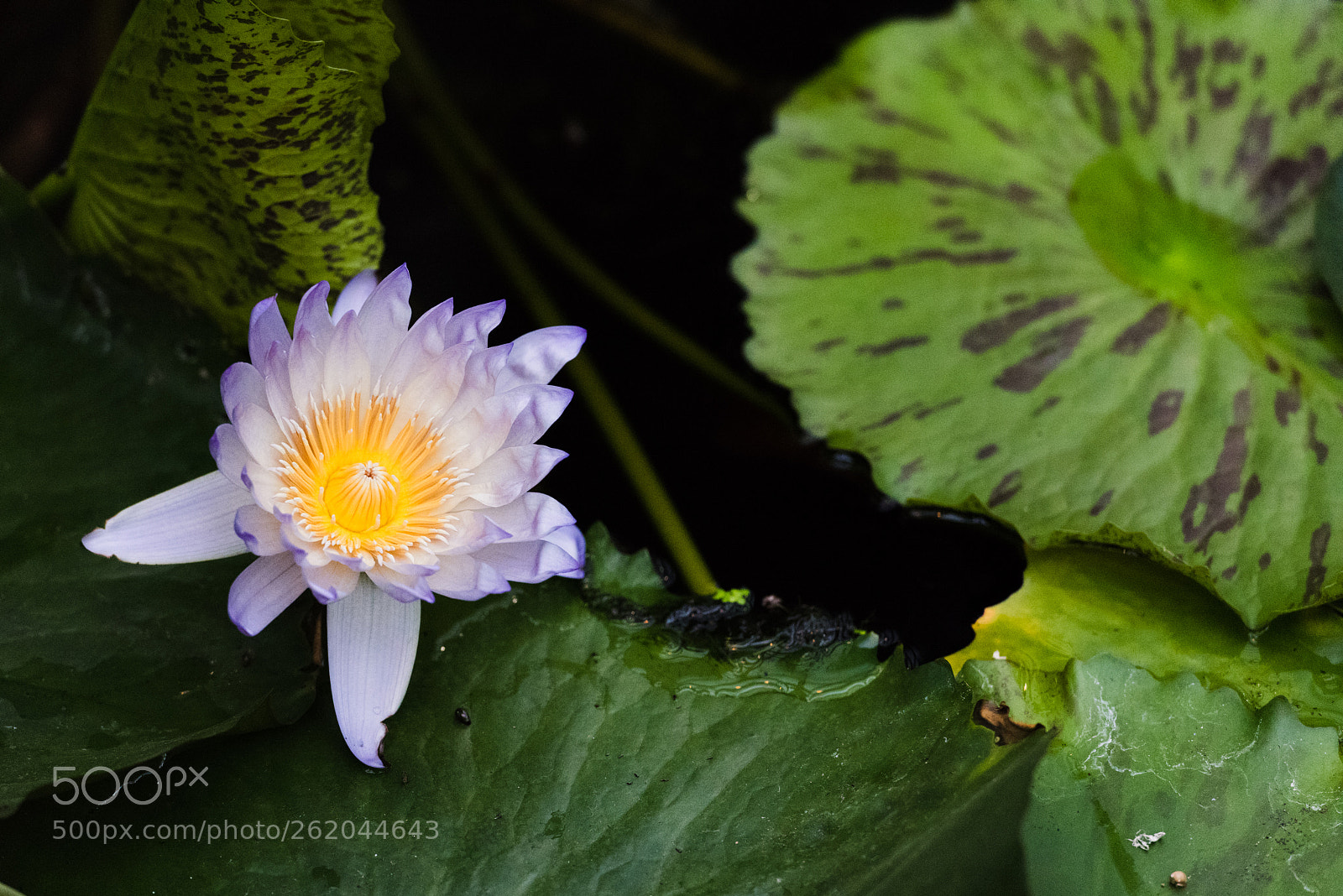 Nikon D810 sample photo. Silent flower photography