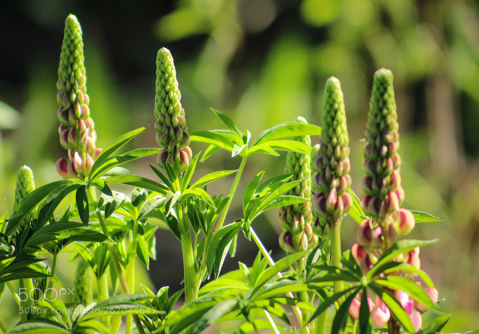 Canon EOS 600D (Rebel EOS T3i / EOS Kiss X5) sample photo. Lupine flowers in the photography
