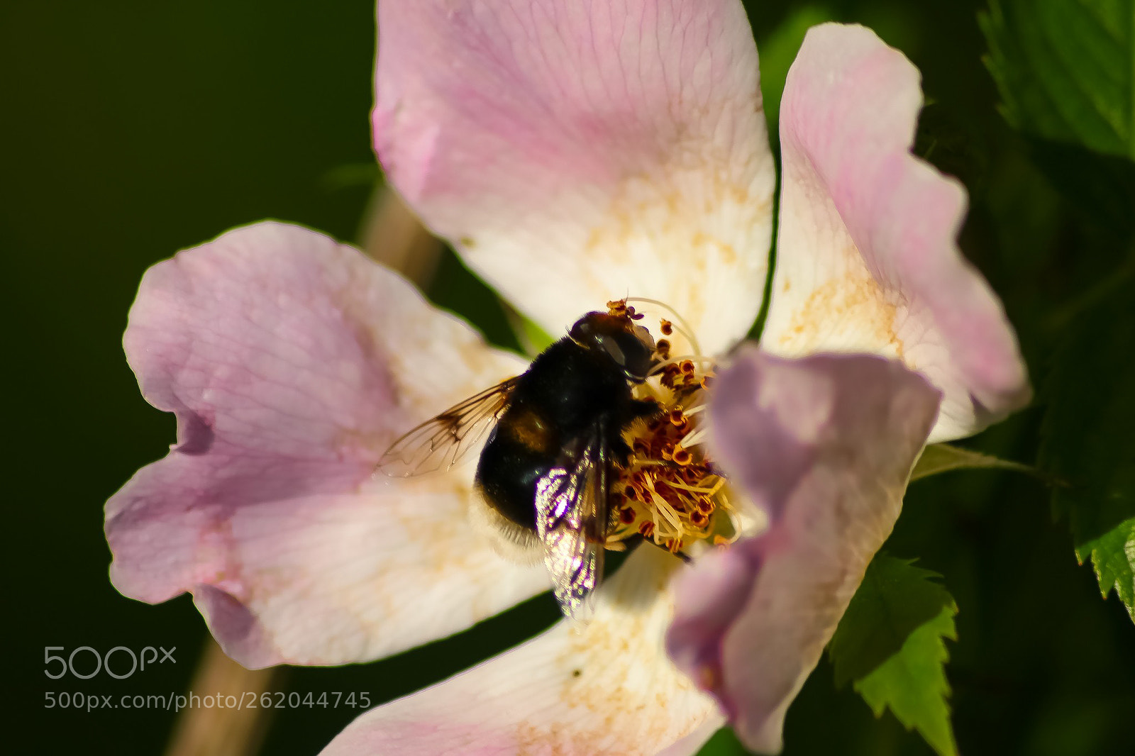 Canon EOS 77D (EOS 9000D / EOS 770D) sample photo. Honey bee collecting pollen photography