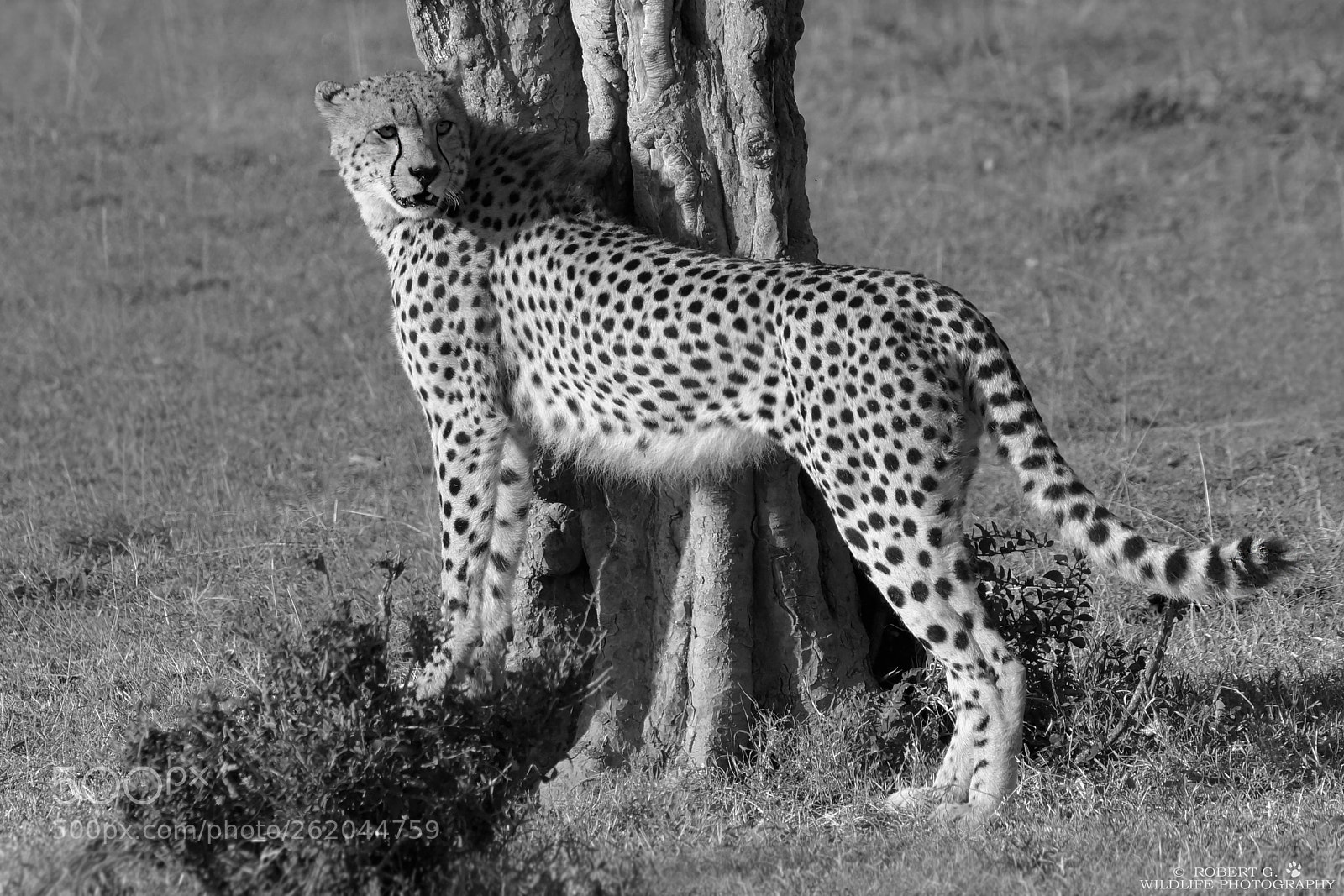 Sony SLT-A77 sample photo. Cheetah and tree photography
