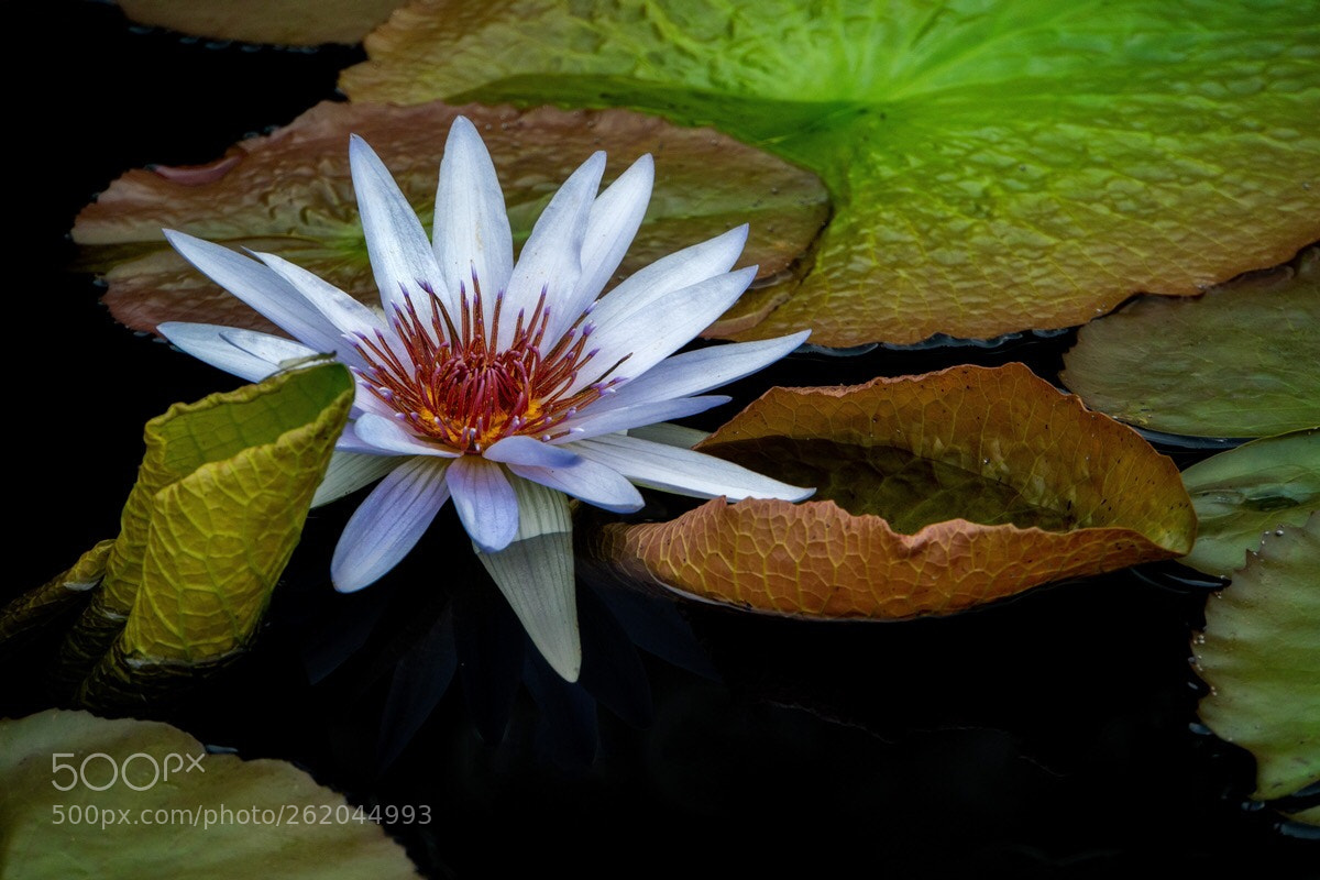 Sony a6500 sample photo. Water lily photography