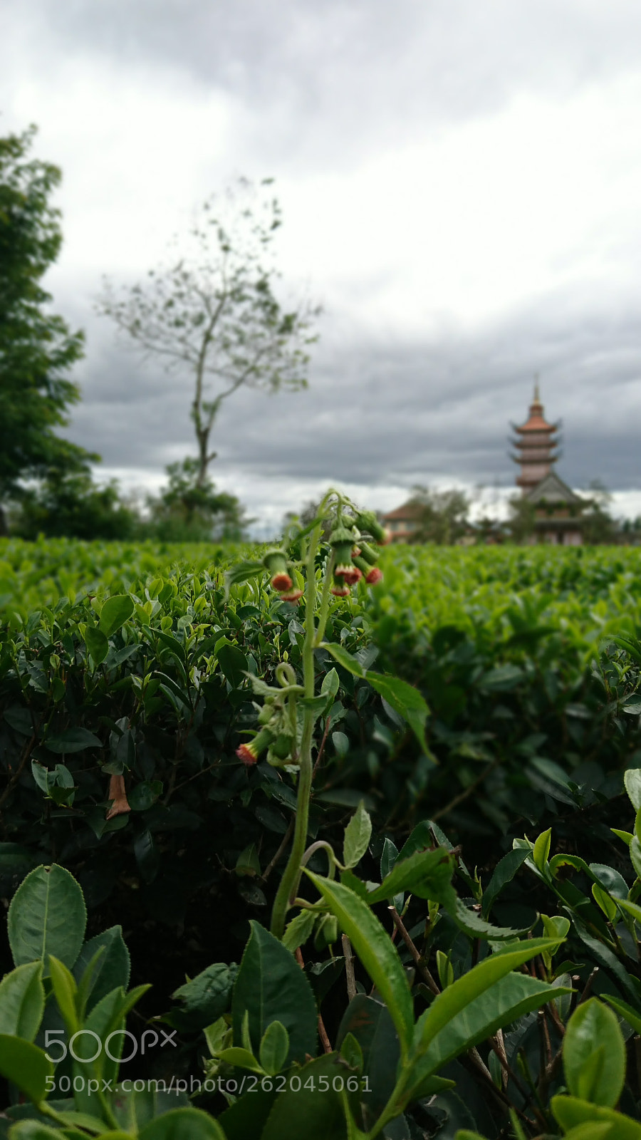Sony Xperia XZ sample photo. Untitled photography