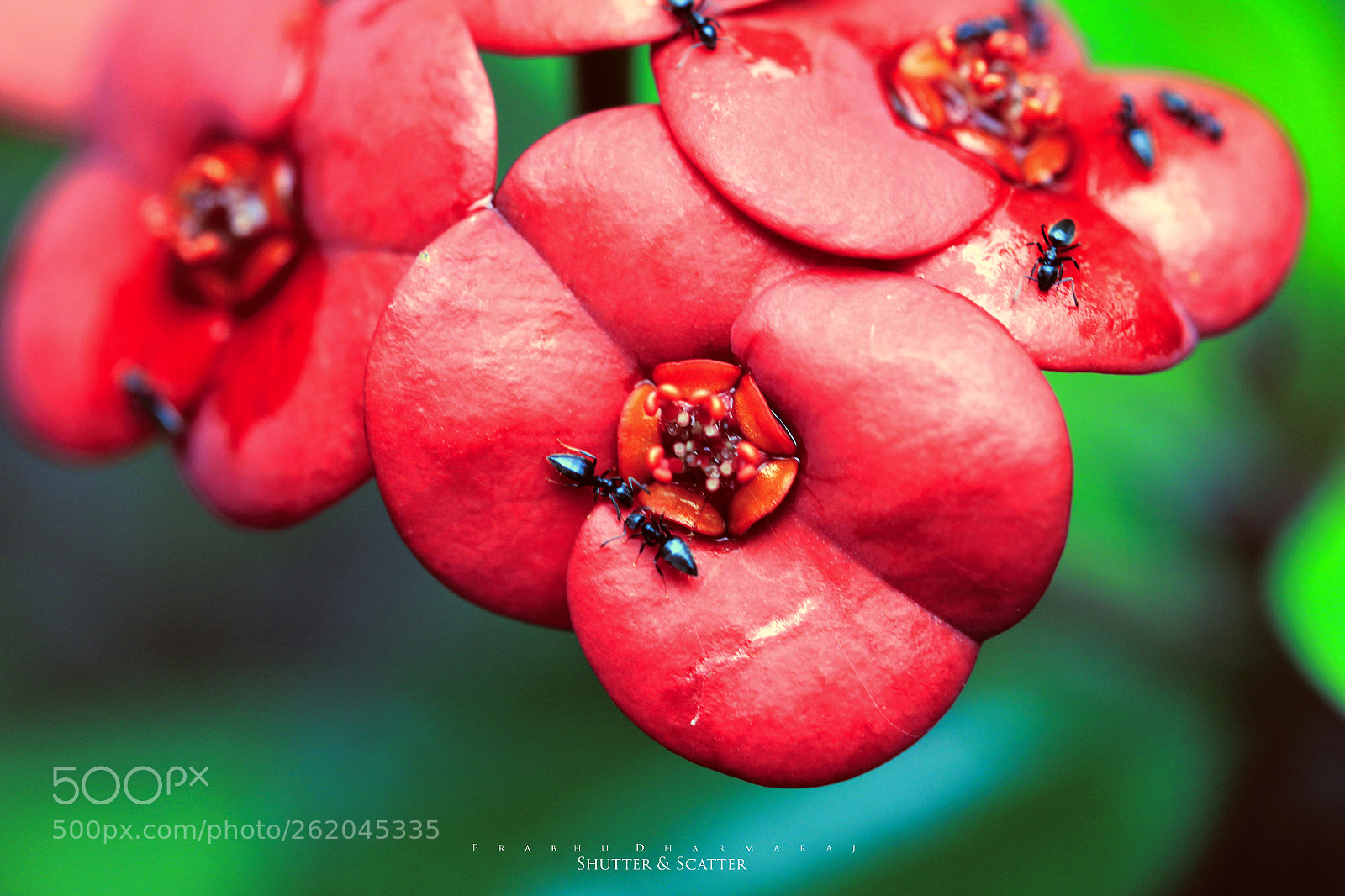 Canon EOS 60D sample photo. Ants photography