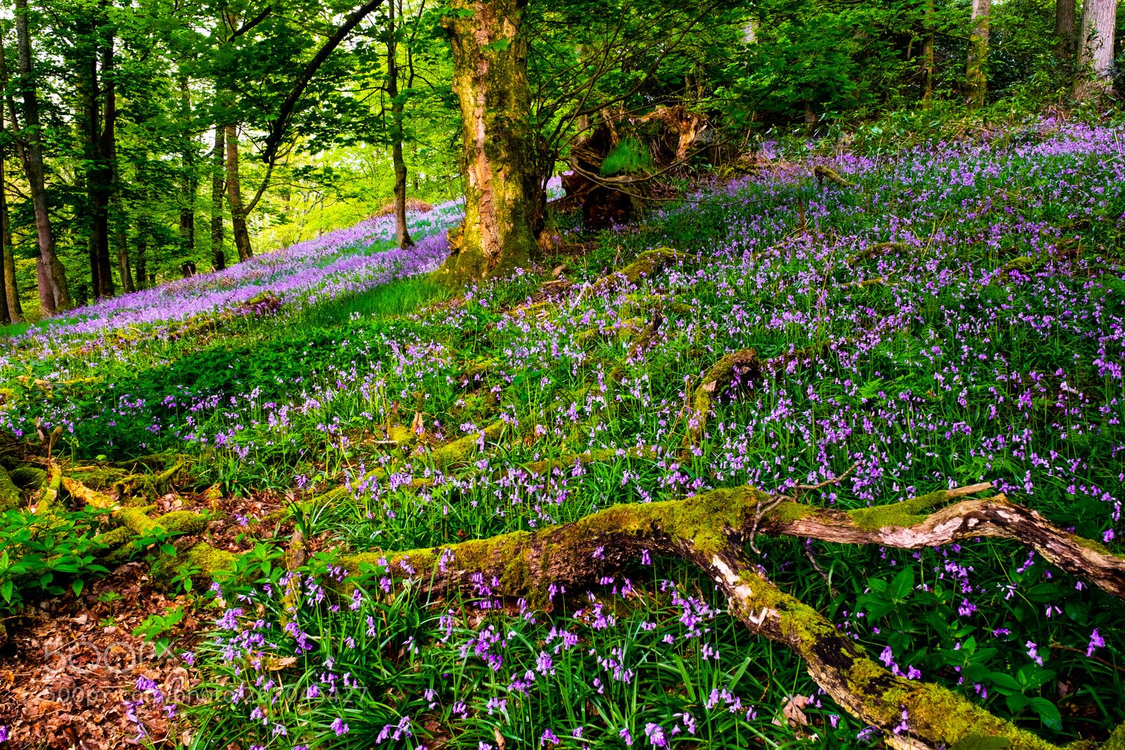 Fujifilm X-T1 sample photo. "blue bell woods" photography
