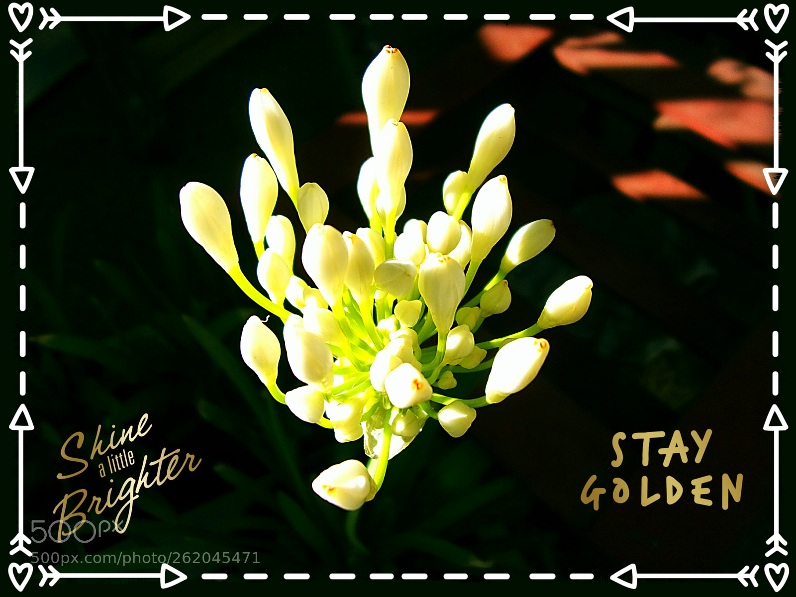 JK KODAK PIXPRO FZ152 sample photo. Stay golden photography