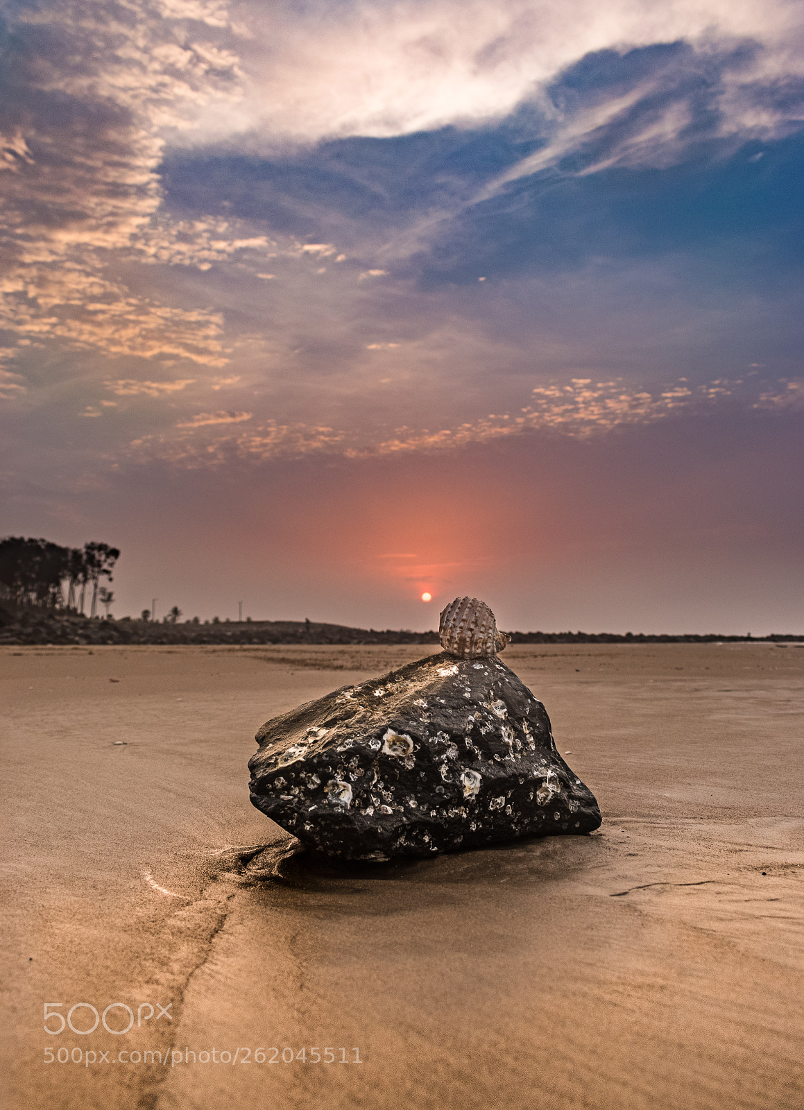 Nikon D5500 sample photo. Lonely shell photography