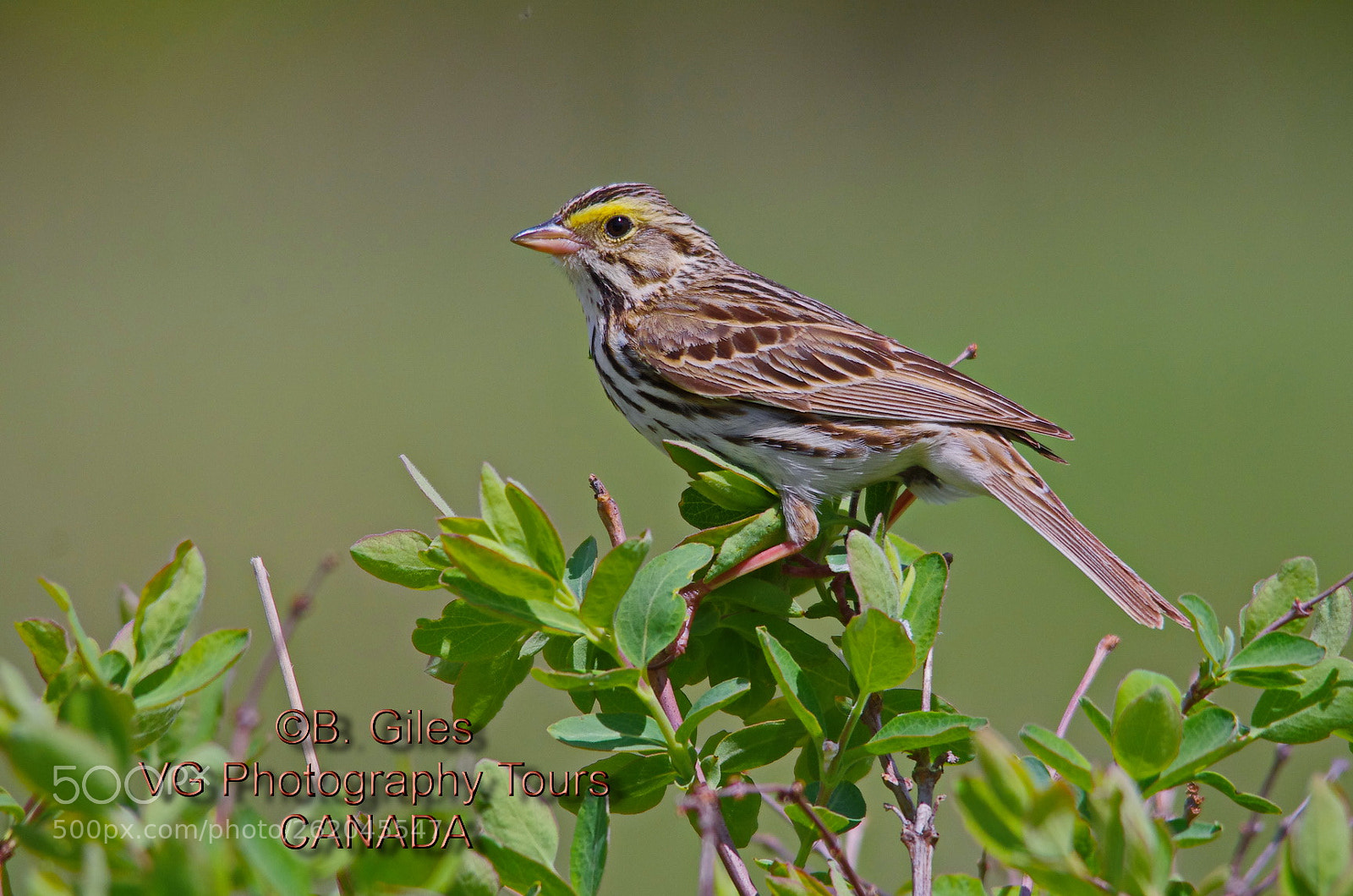 Sigma 150-500mm F5-6.3 DG OS HSM sample photo. Lookout spot photography