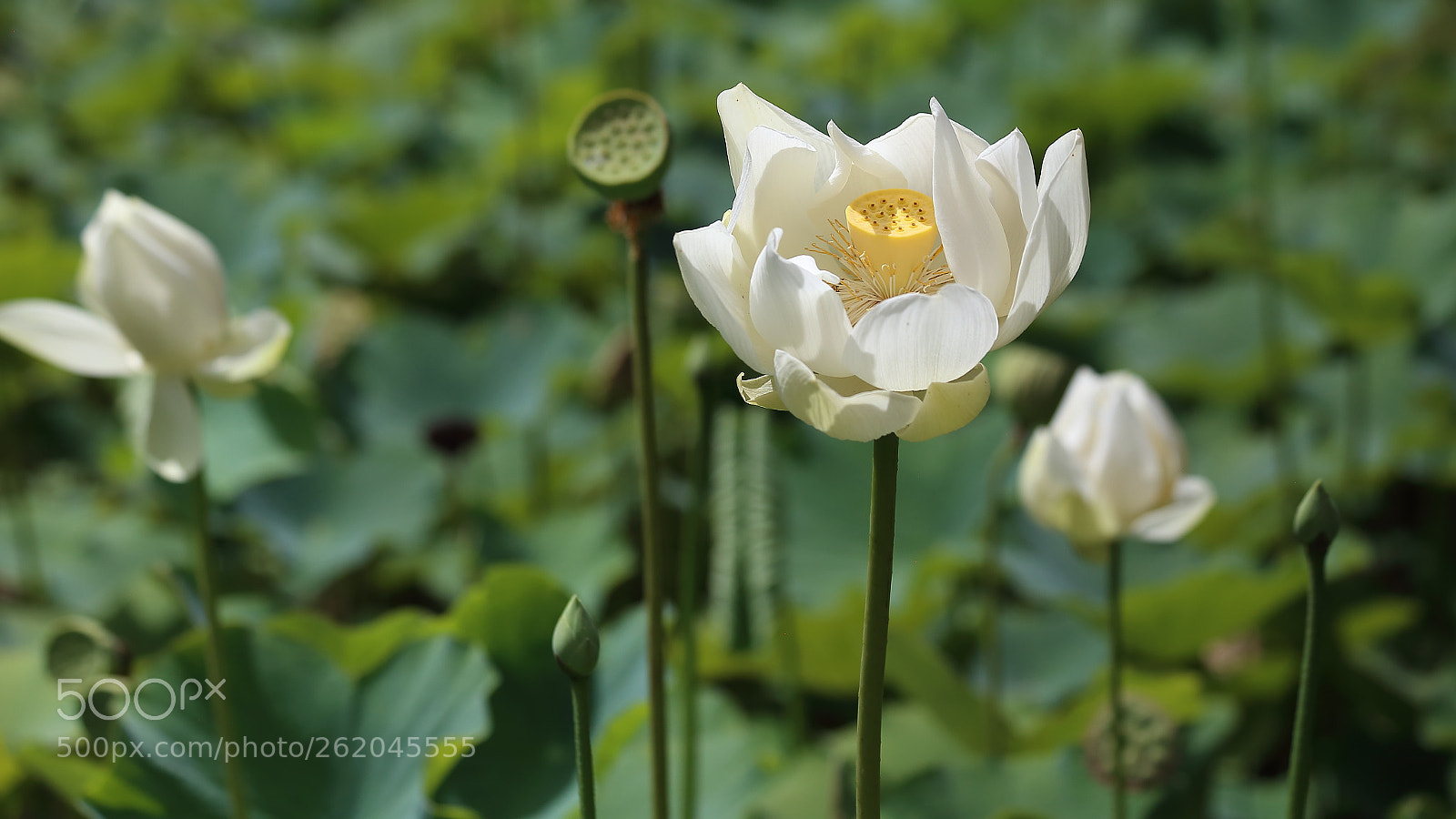 Canon EOS 6D sample photo. Lotus (nelumbo lutea) photography