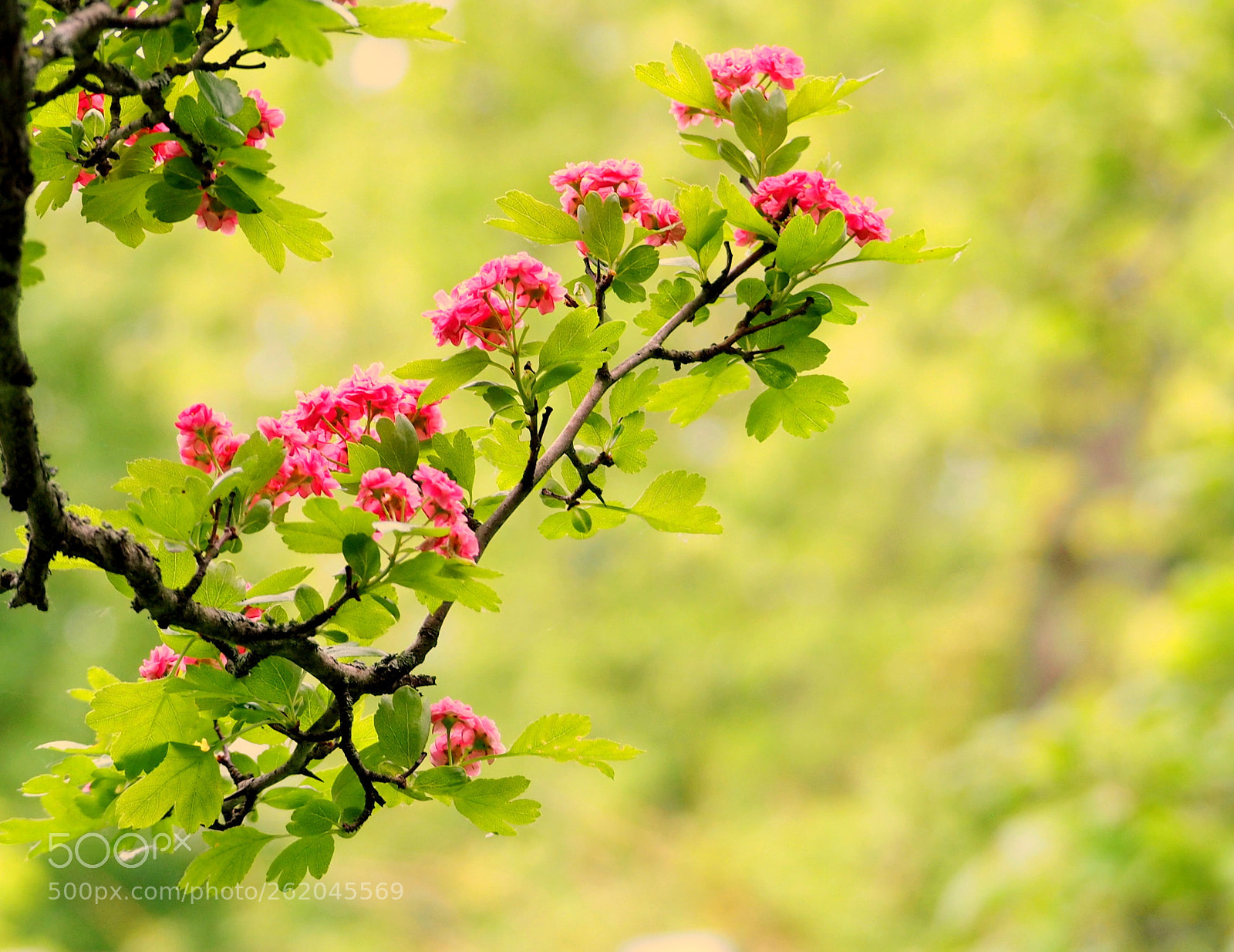 Olympus OM-D E-M1 sample photo. Beauty of nature.. photography