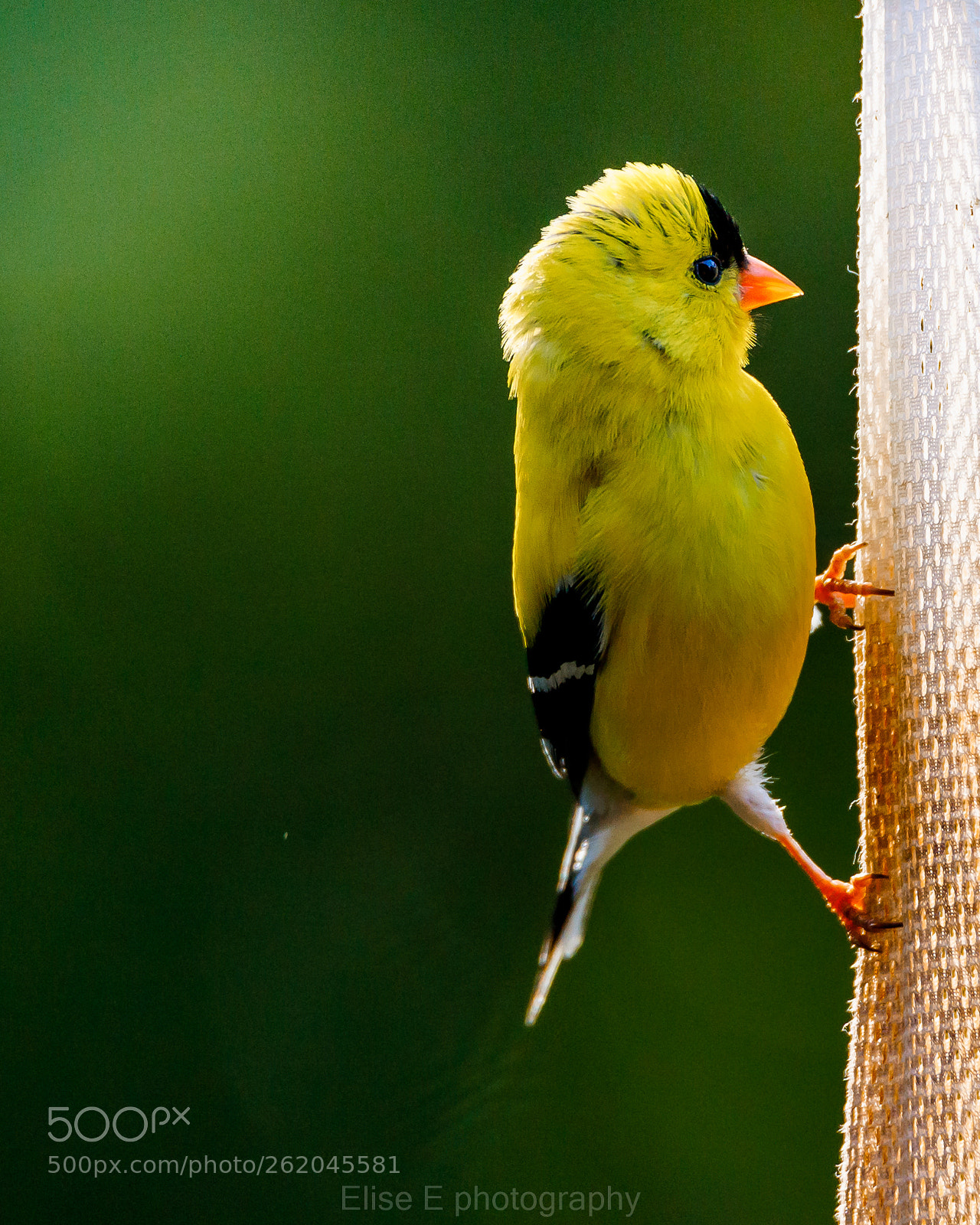 Canon EOS 6D Mark II sample photo. Goldfinch photography