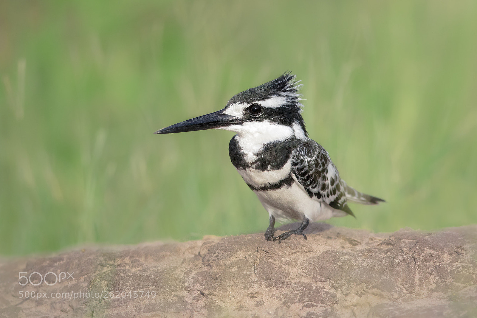 Canon EOS 7D Mark II sample photo. Pied kingfisher photography