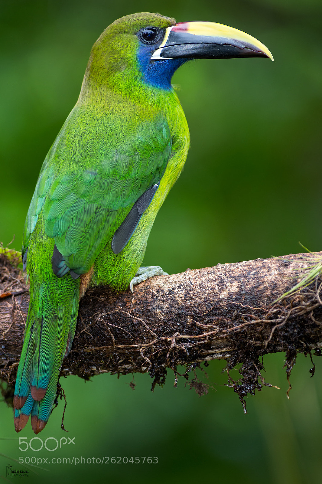 Nikon D4 sample photo. Emerald toucanet photography