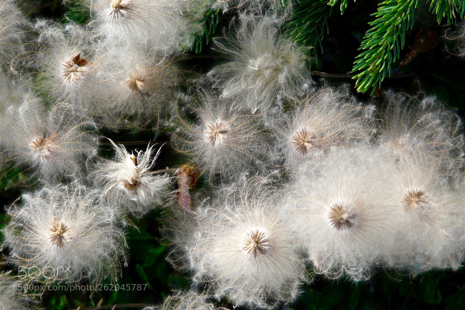 Panasonic DMC-FZ18 sample photo. Fluffy mountain aven seeds photography