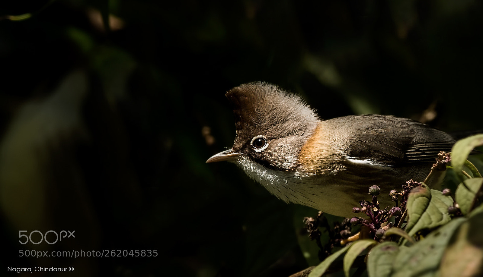 Nikon D5 sample photo. Stripe throated yuhina photography