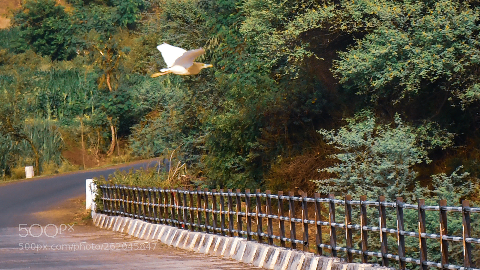 Nikon D500 sample photo. Untitled photography