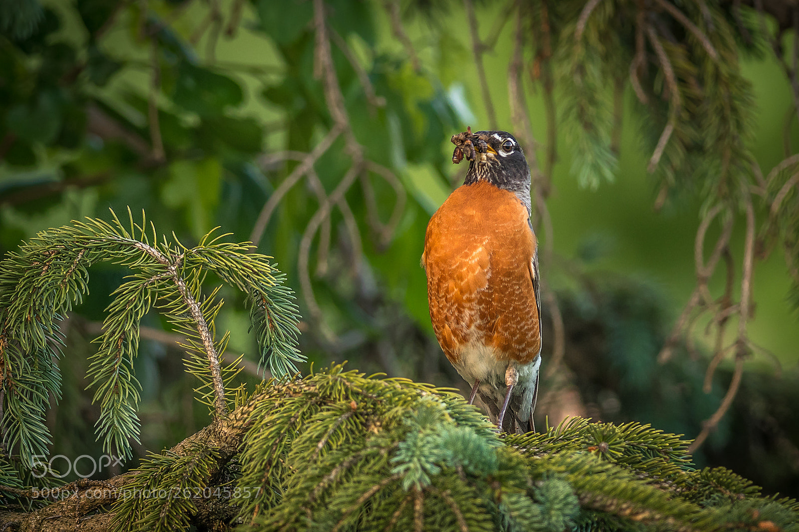 Nikon D500 sample photo. Robin with food photography