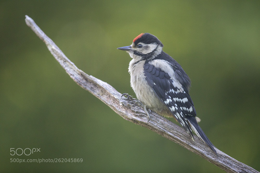 Canon EOS 5D Mark IV sample photo. Saint piat photography