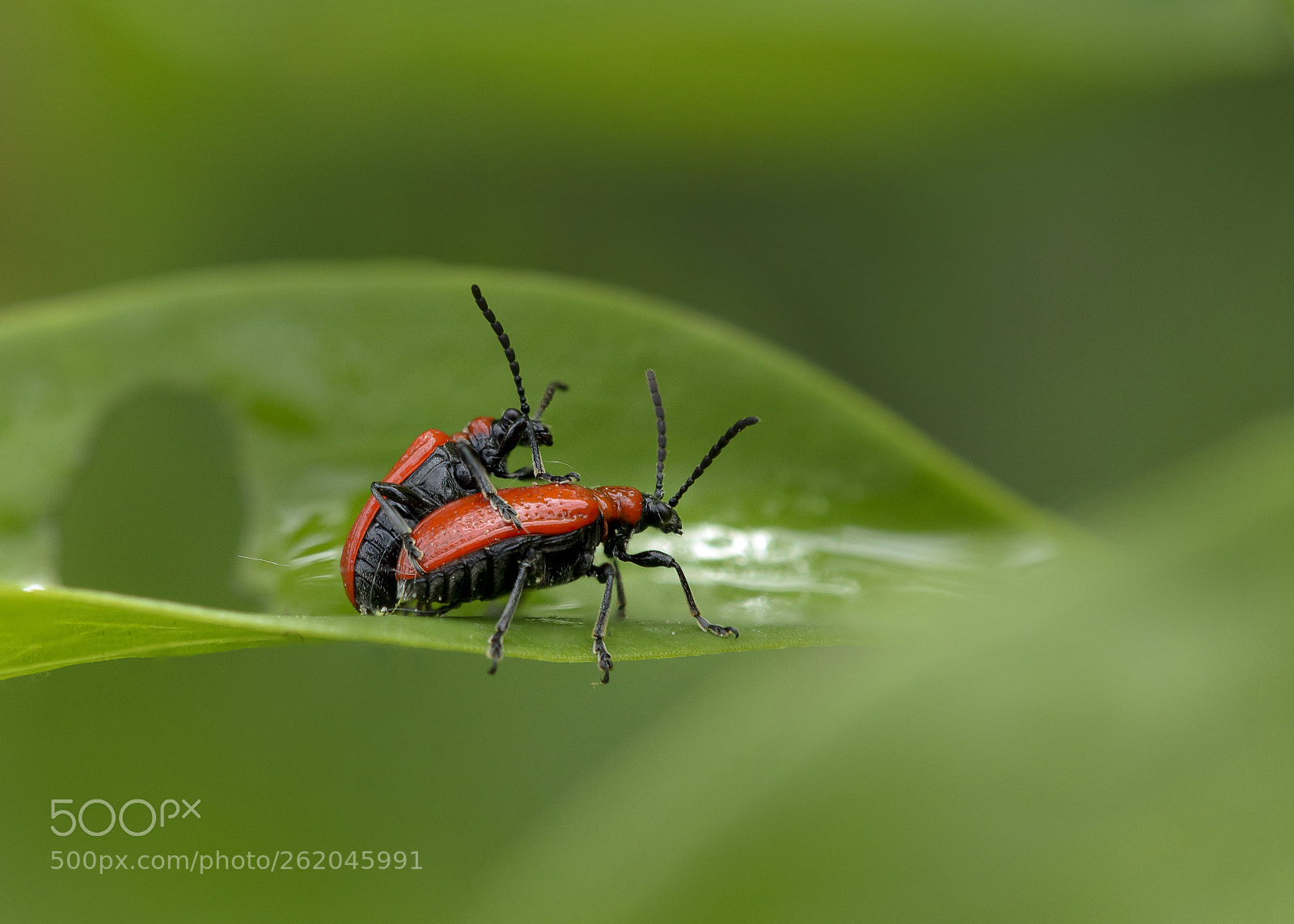 Nikon D7000 sample photo. Red bugs photography
