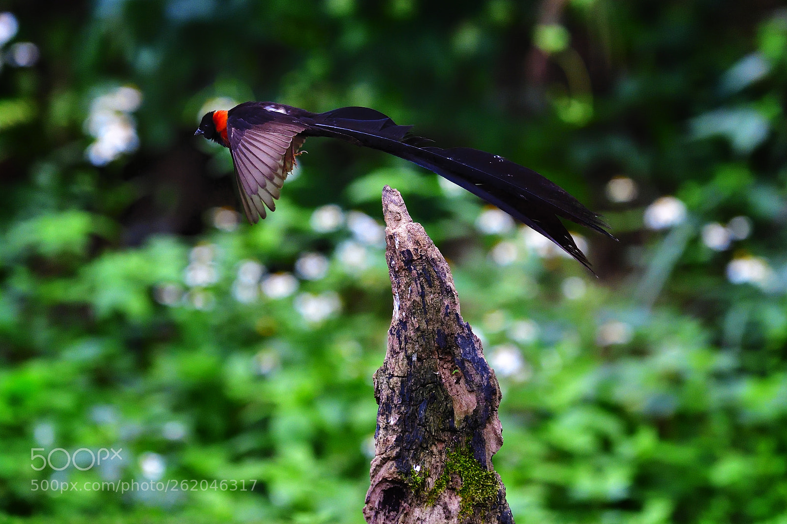 Nikon D5 sample photo. Pass photography