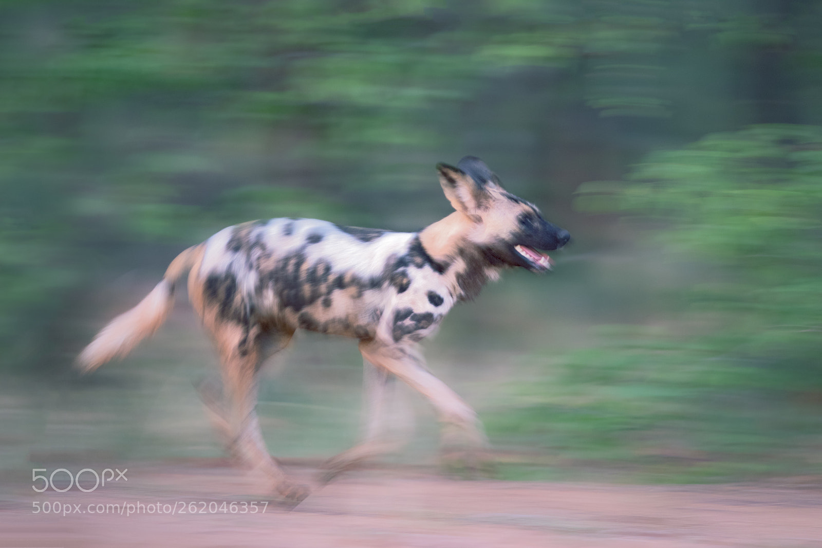 Canon EOS 5D Mark IV sample photo. African wild dog on photography