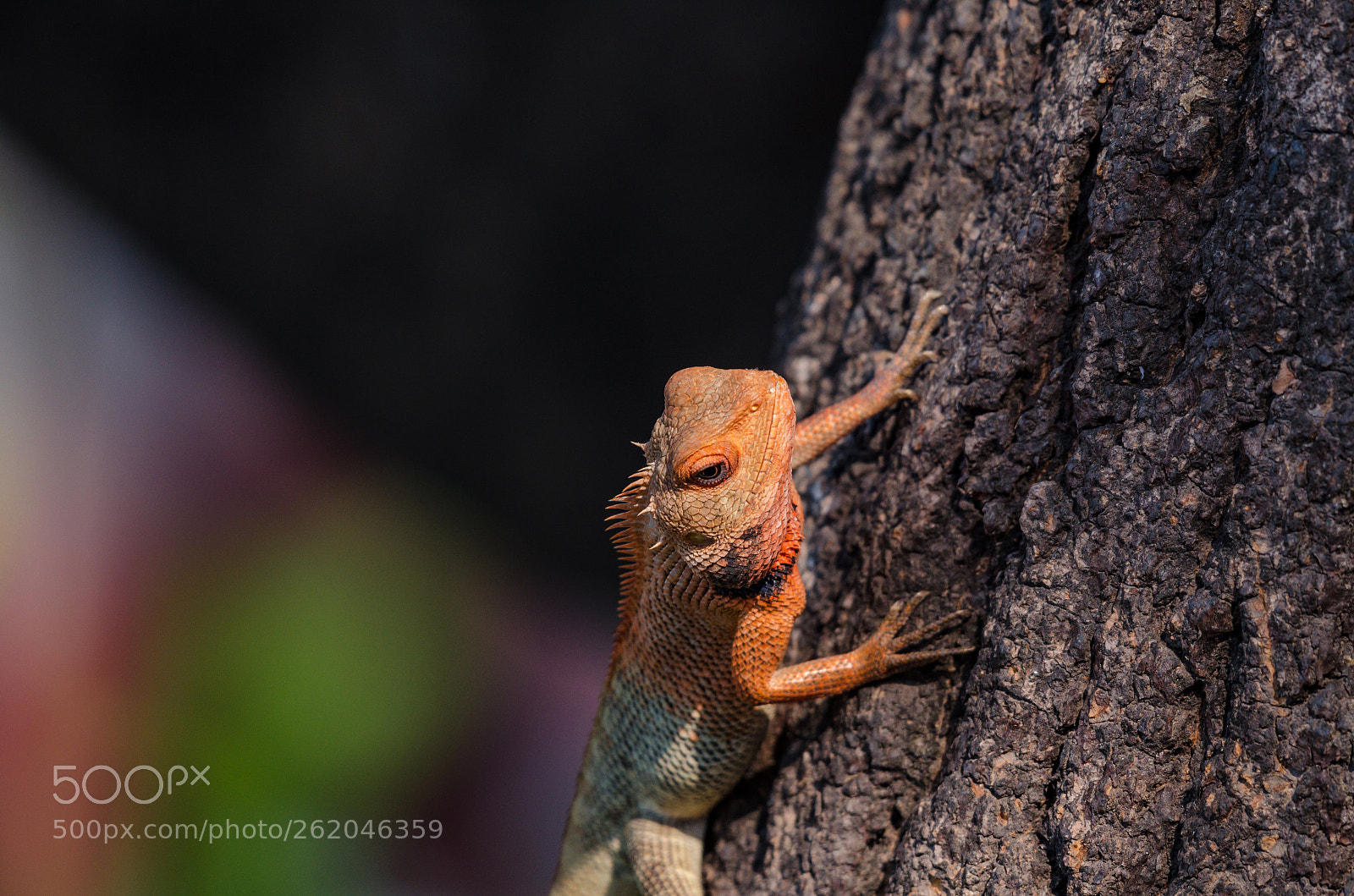 Nikon D7000 sample photo. Portrait of agama agama photography