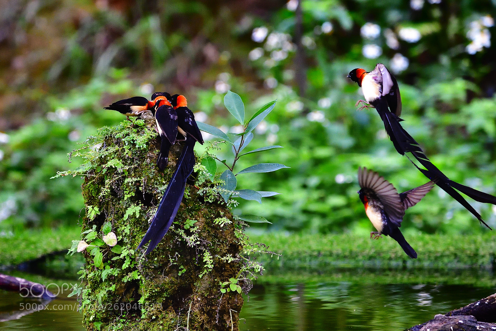 Nikon D5 sample photo. Coming over photography