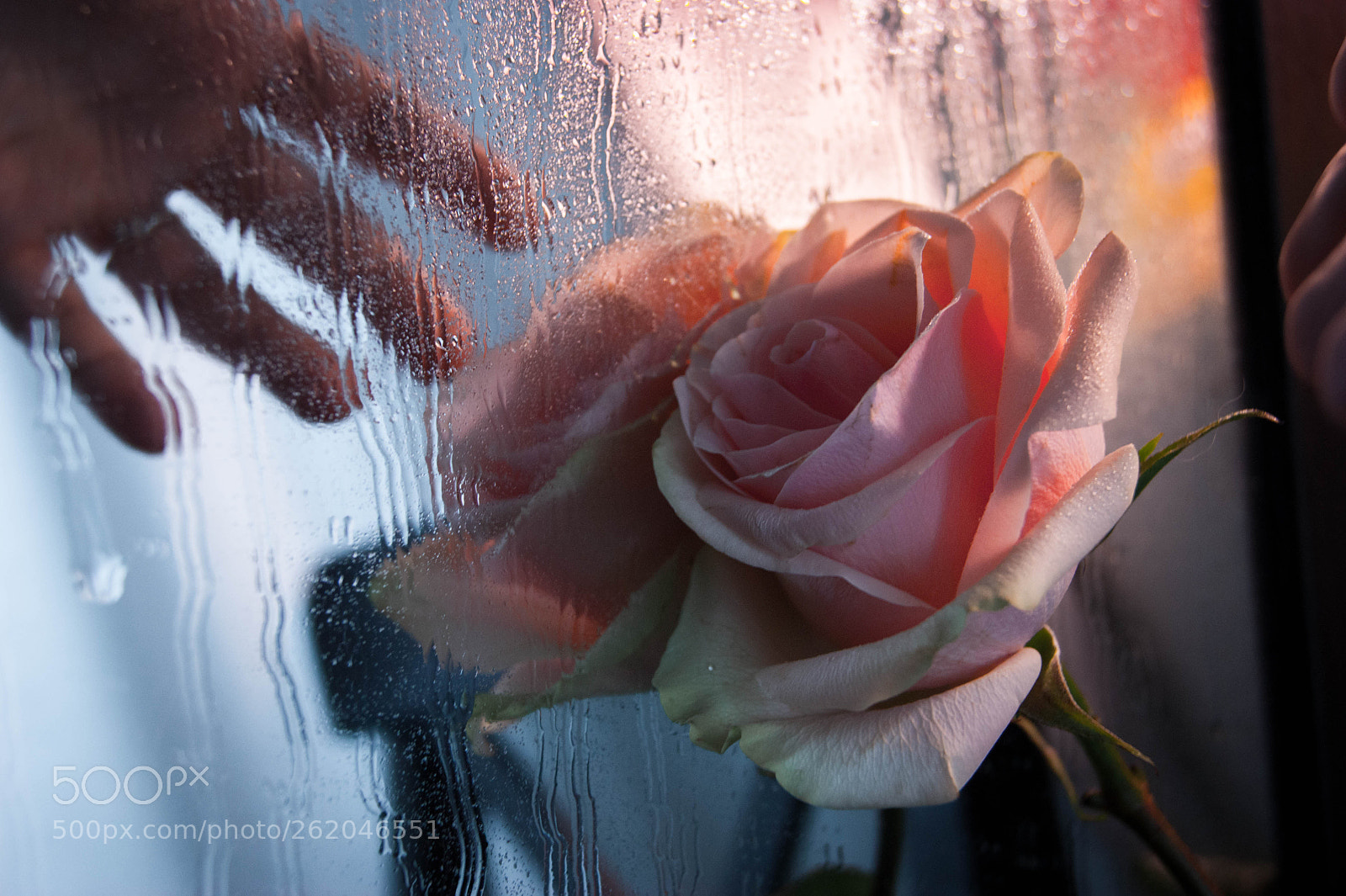 Sony Alpha DSLR-A290 sample photo. Dream photography