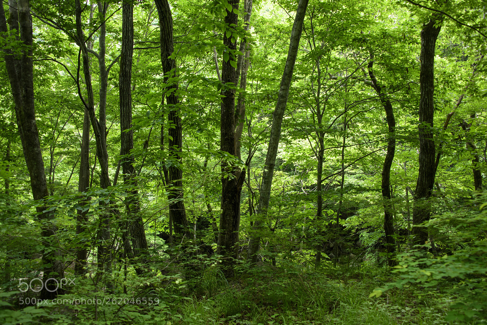 Nikon D810 sample photo. Color of summer photography