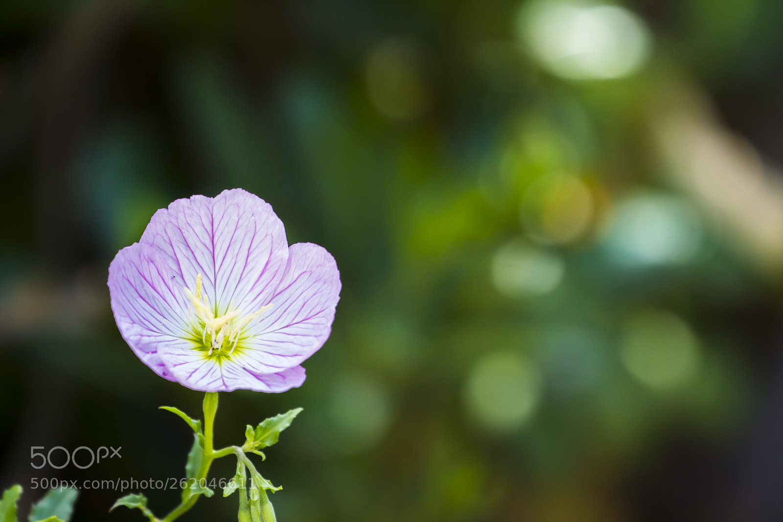 Canon EOS 600D (Rebel EOS T3i / EOS Kiss X5) sample photo. Little little flower again photography