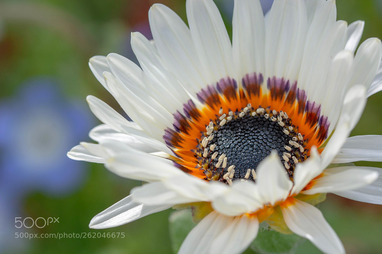 Nikon D7100 sample photo. The hana photography