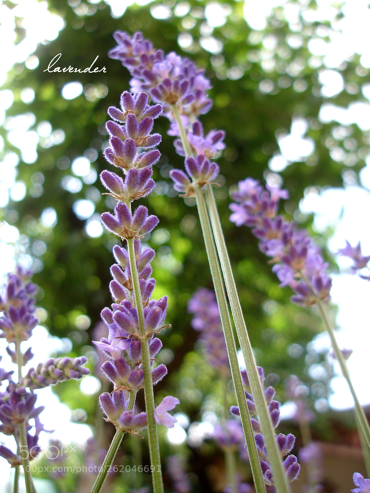 Sony DSC-P200 sample photo. Lavandula photography