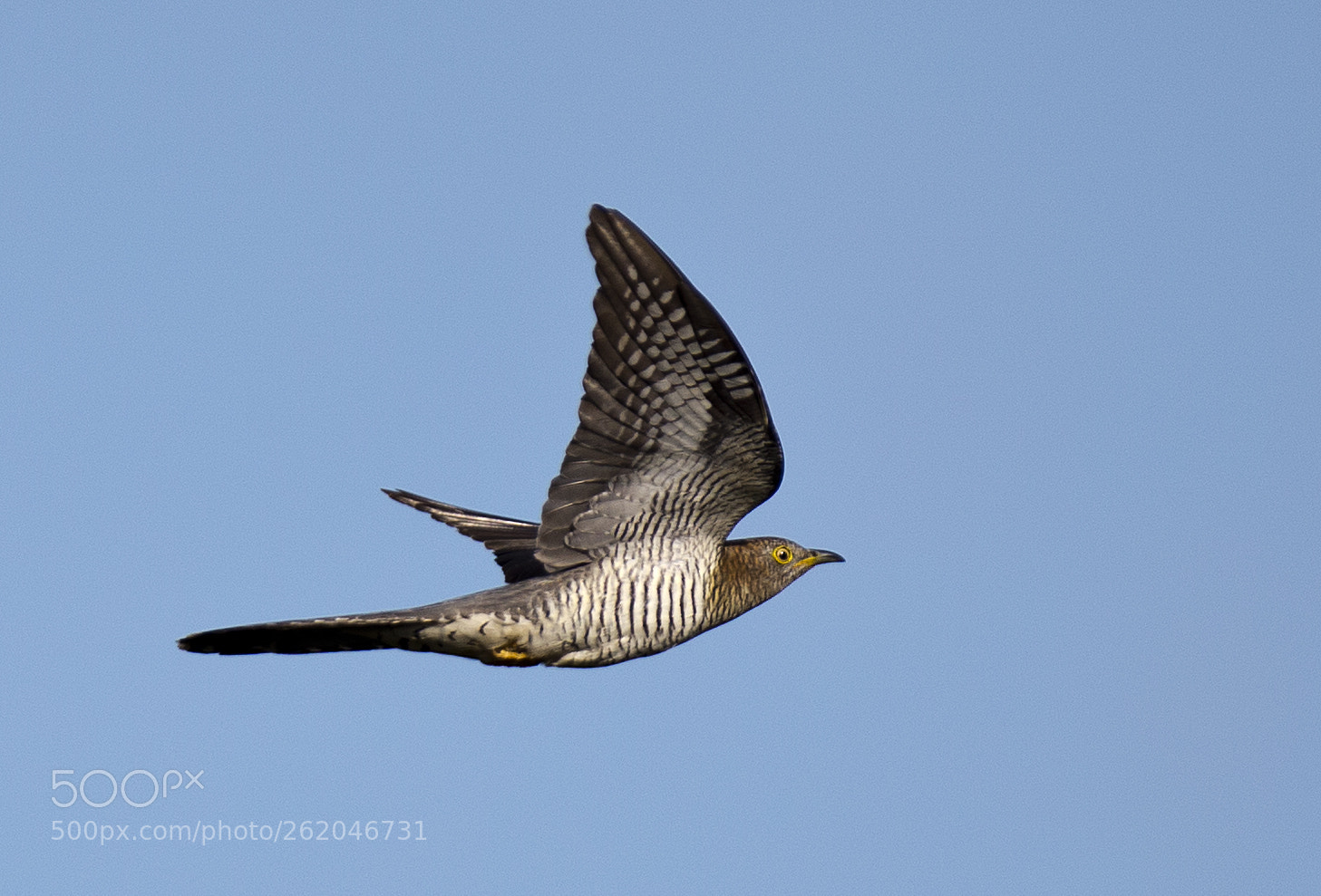 Canon EOS-1D X sample photo. Common cuckoo photography