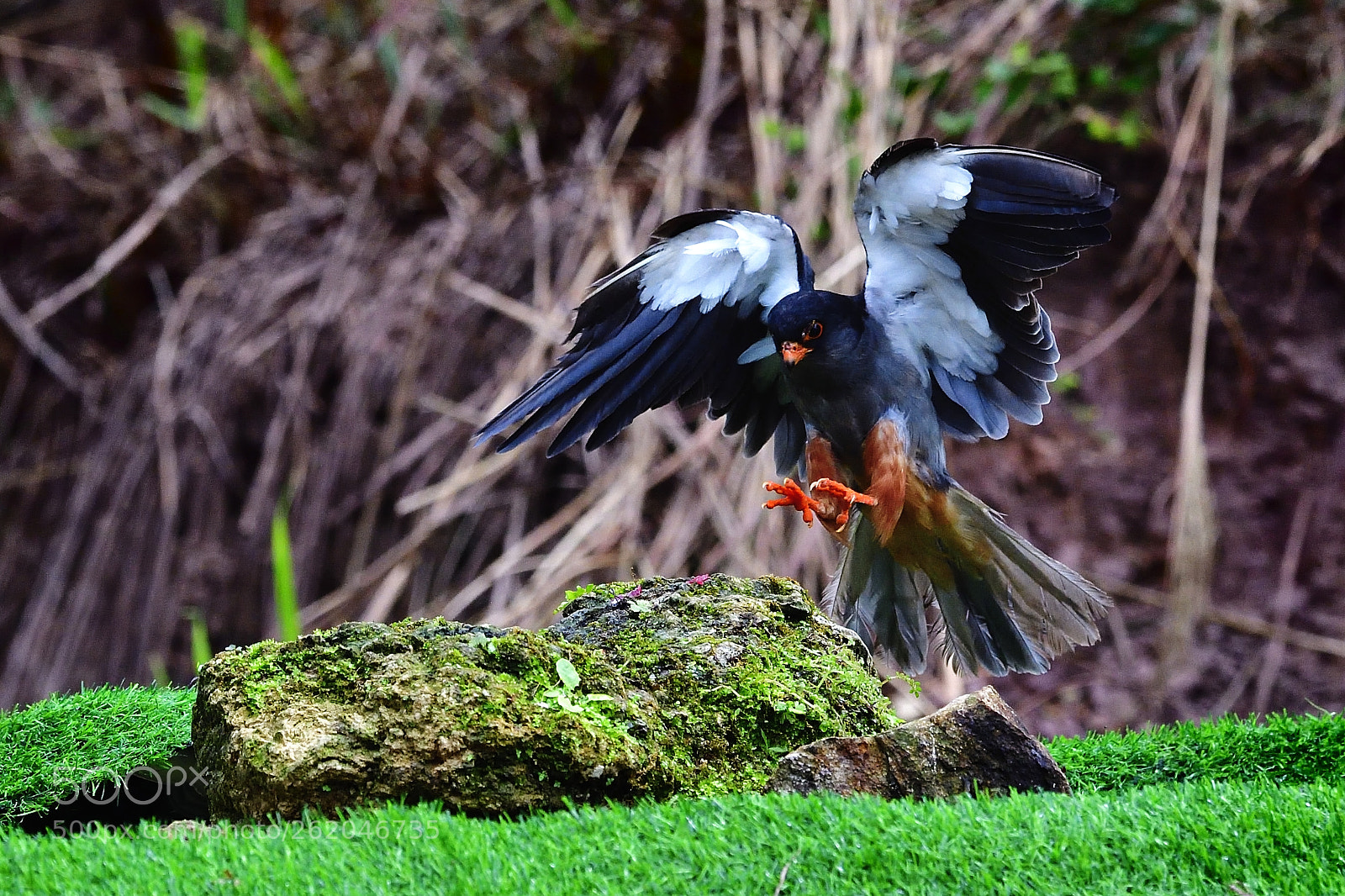 Nikon D5 sample photo. Still photography