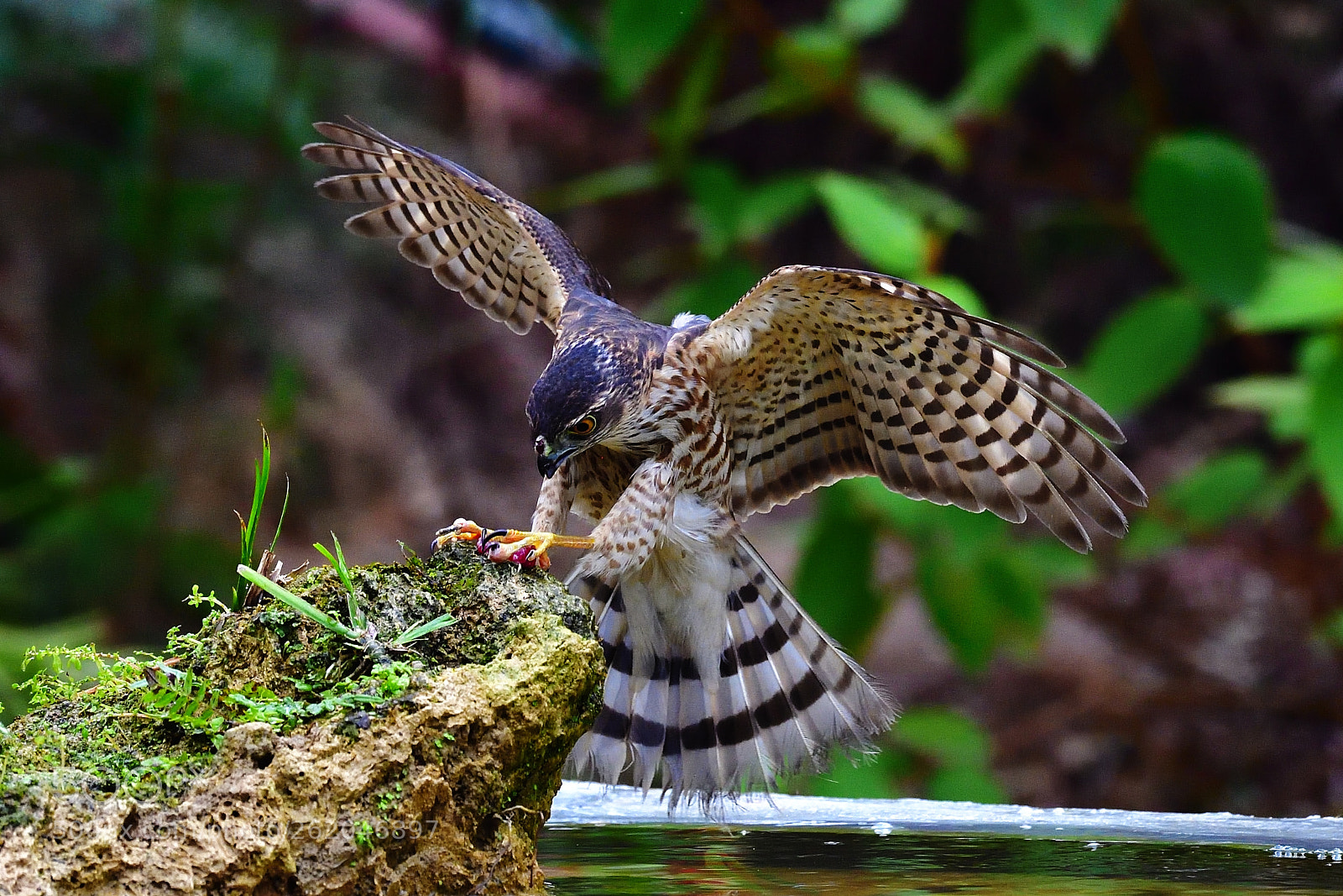 Nikon D5 sample photo. Moment photography