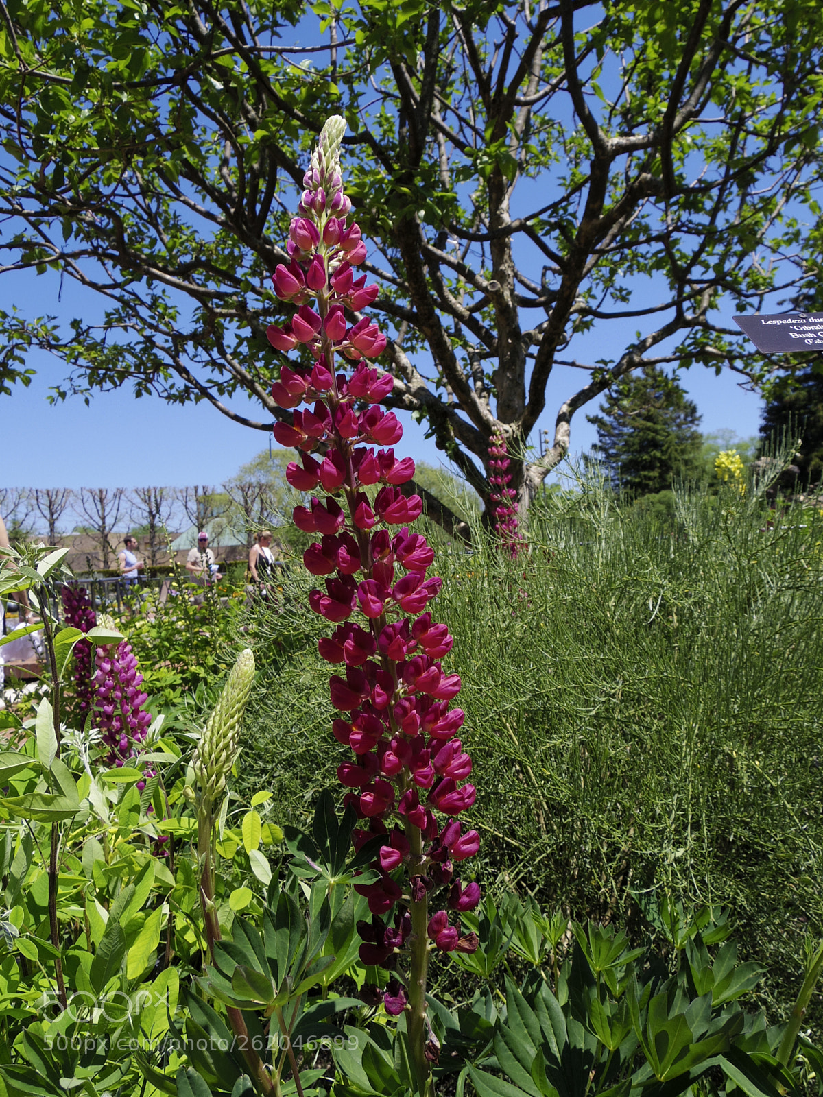 Pentax Q-S1 + Pentax 02 Standard Zoom sample photo. Pink lupine flower photography