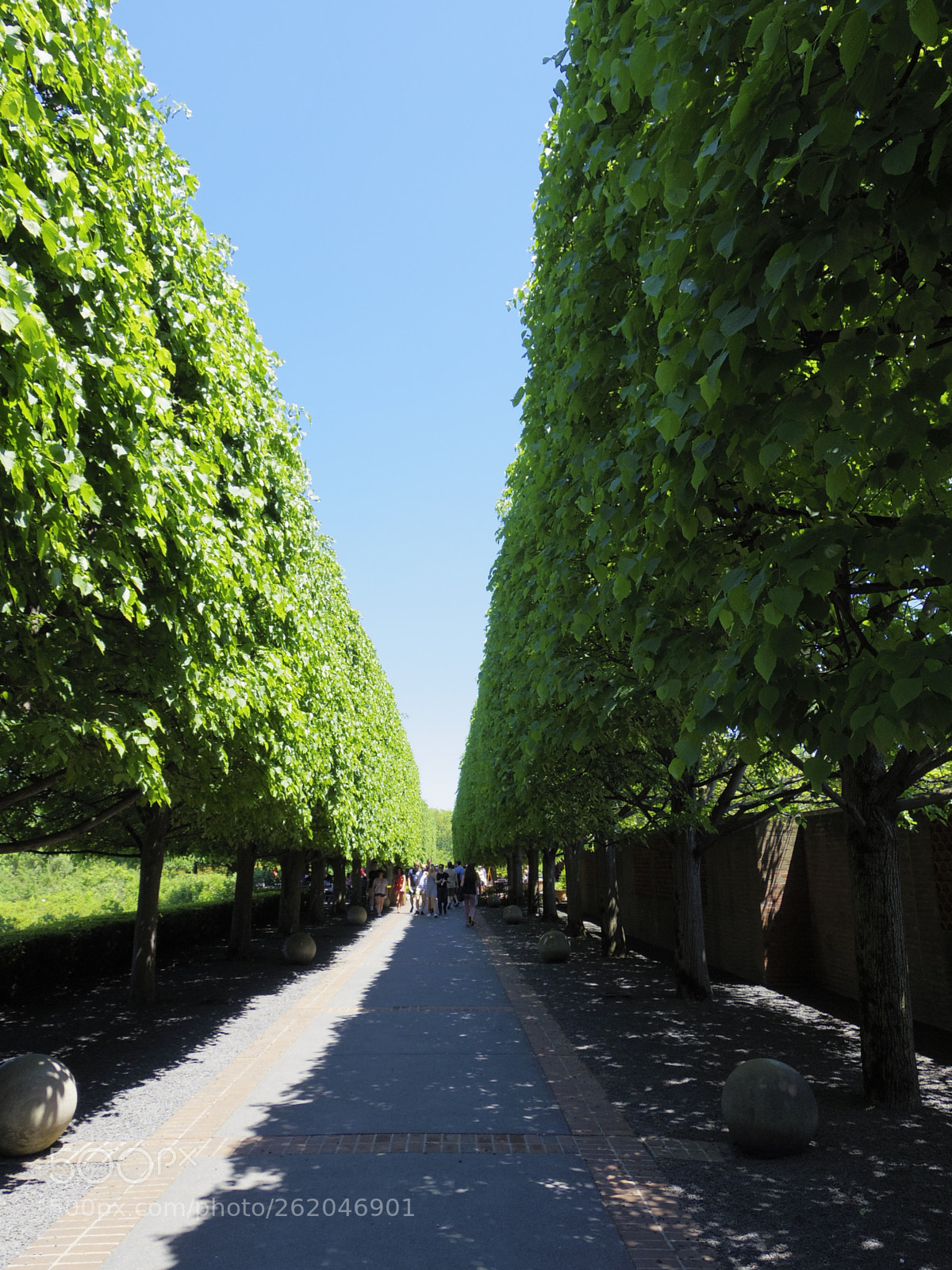 Pentax 02 Standard Zoom sample photo. Row of trees photography