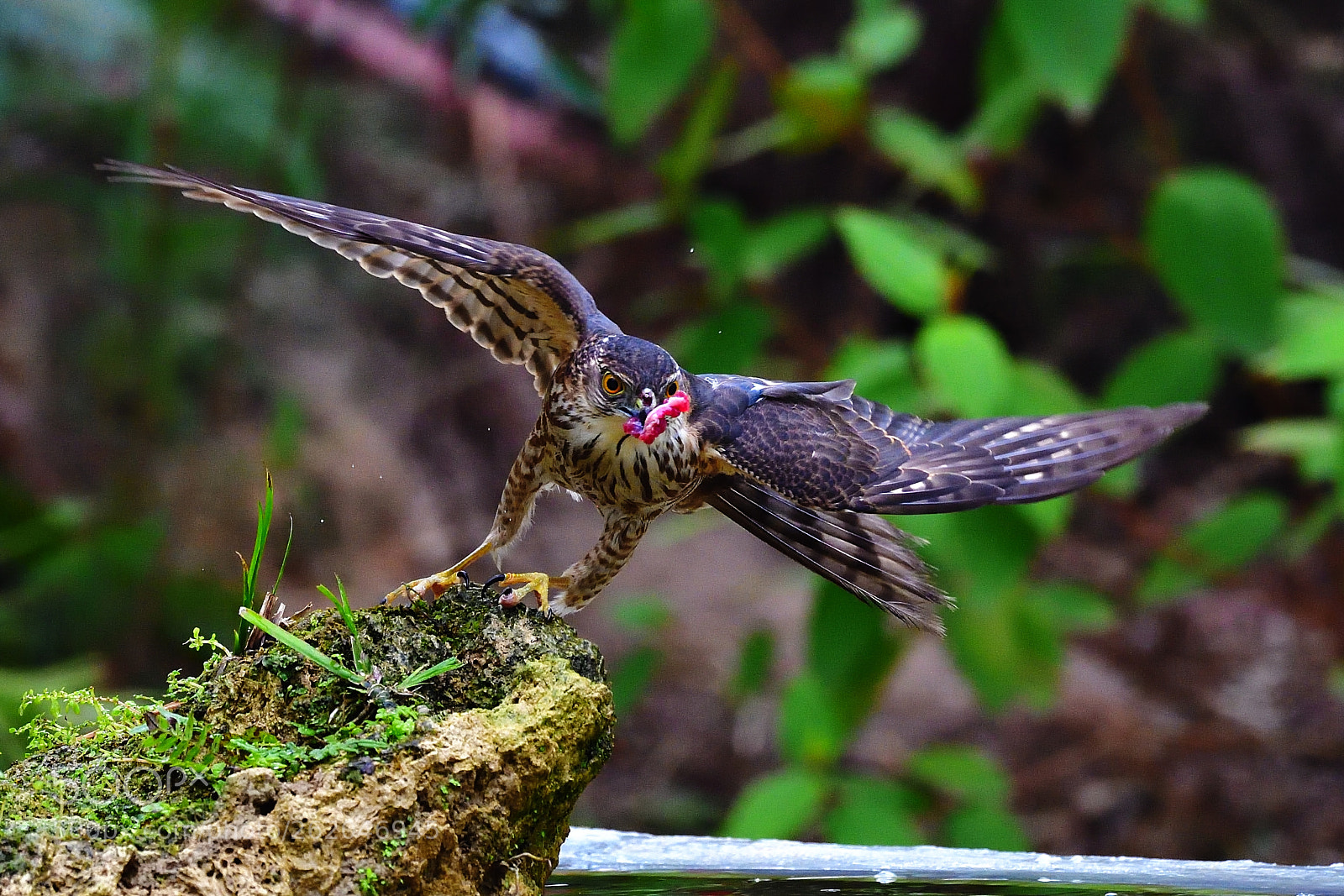 Nikon D5 sample photo. Catch photography