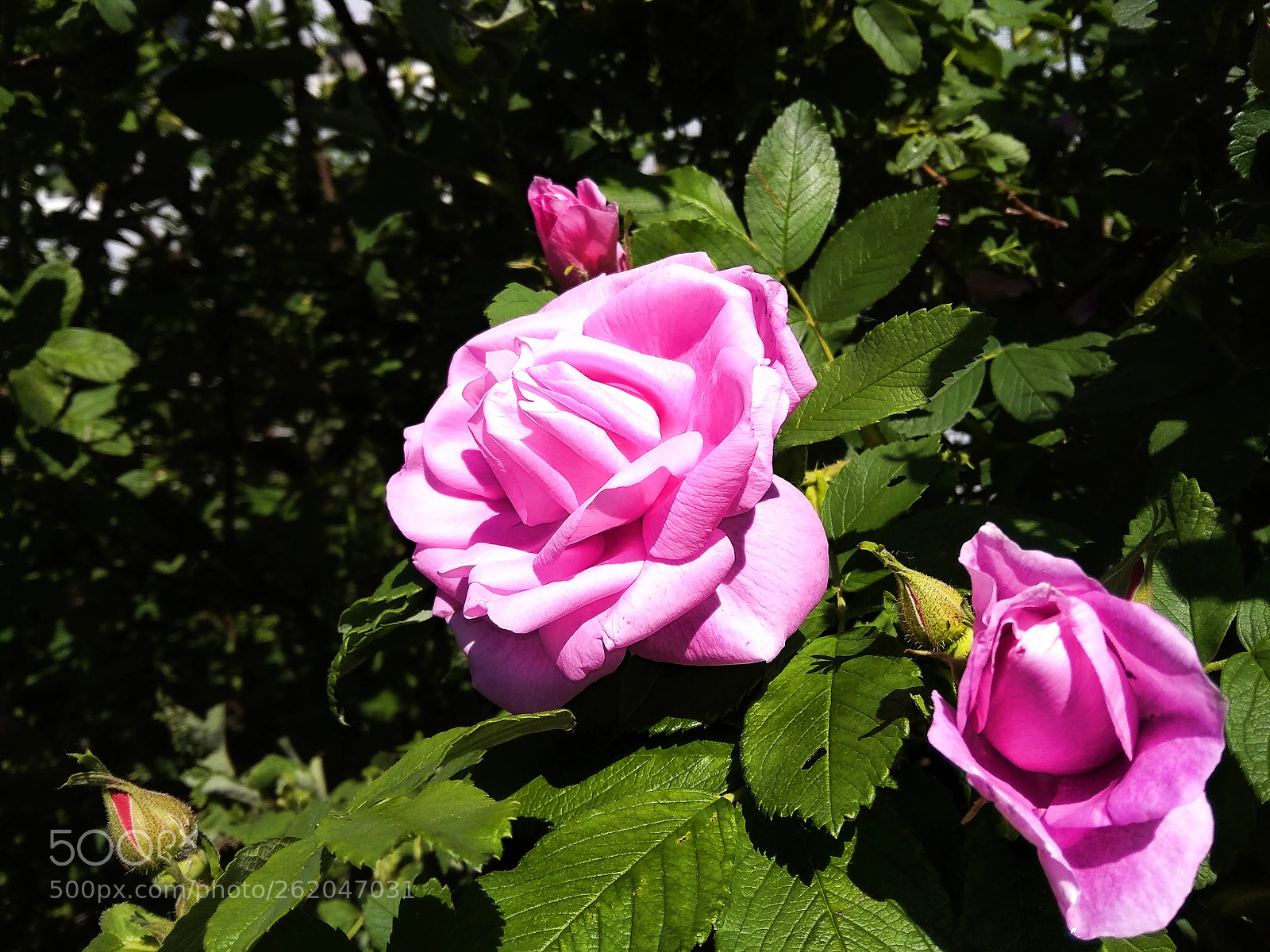 Xiaomi Redmi 5A sample photo. Red wild roses in photography