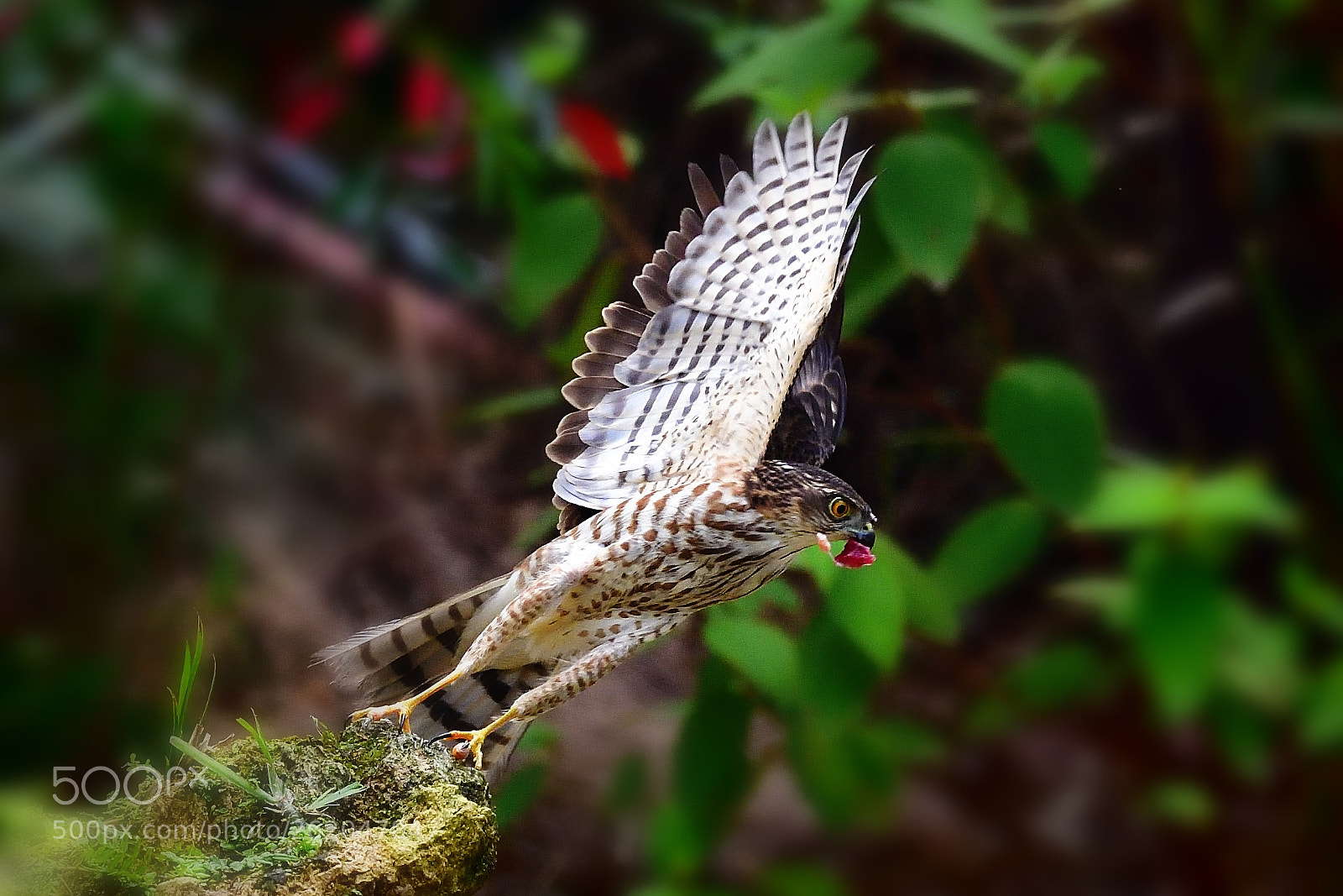 Nikon D5 sample photo. Turn photography