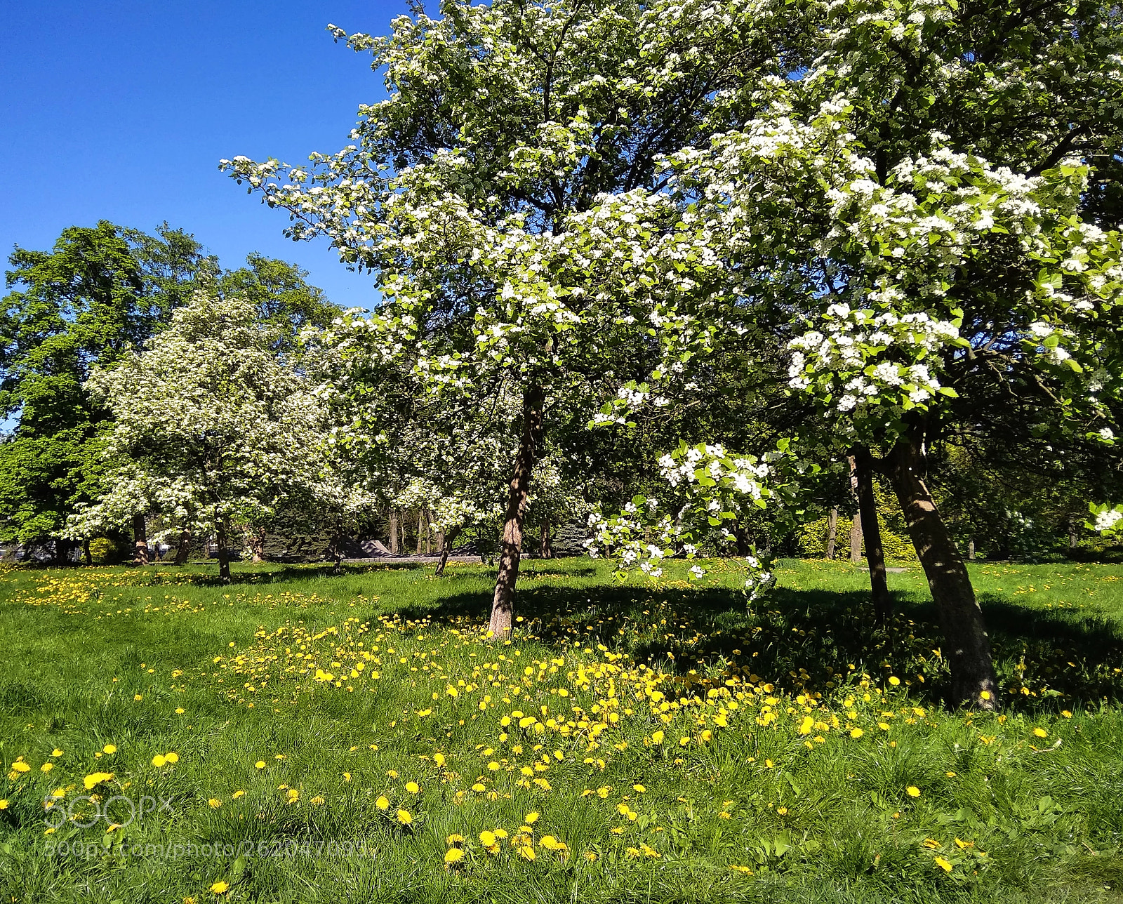 Xiaomi Redmi 5A sample photo. Blossoming apple-trees in the photography