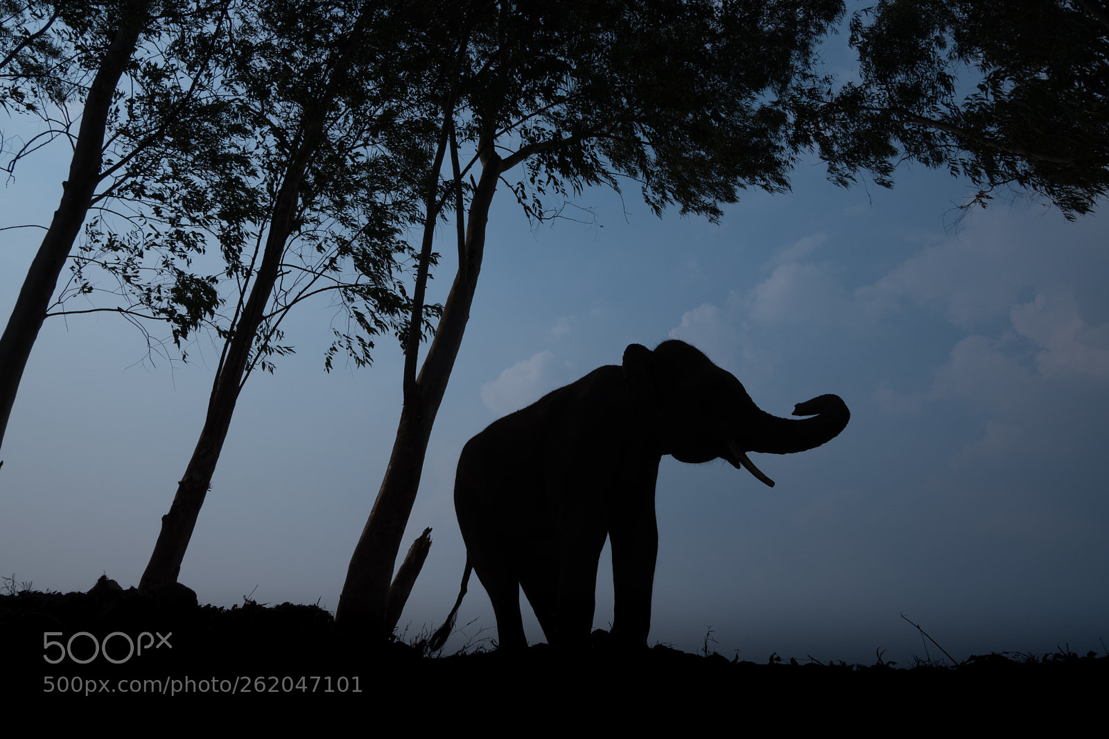 Fujifilm X-A5 sample photo. Thai elephant silhouette photography