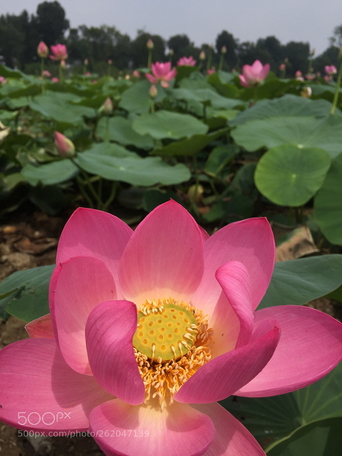 Apple iPhone 6 sample photo. Untitled photography