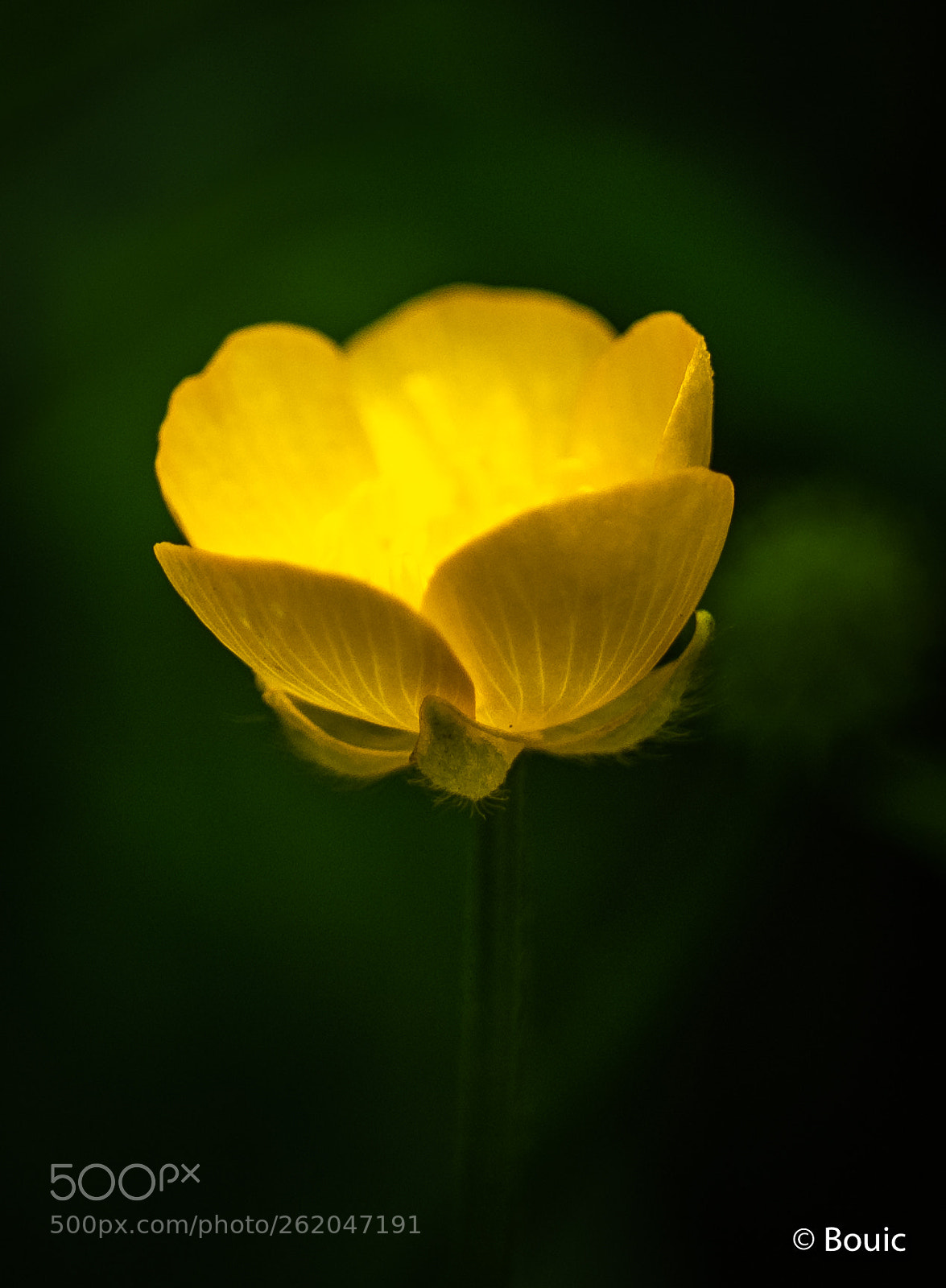 Leica CL sample photo. Yellow heart photography